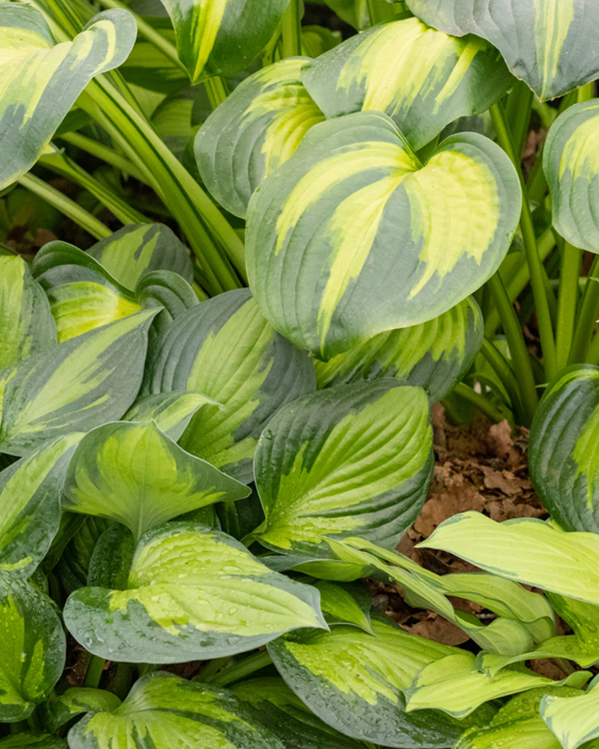 Hosta 'Colored Hulk' - Image 4