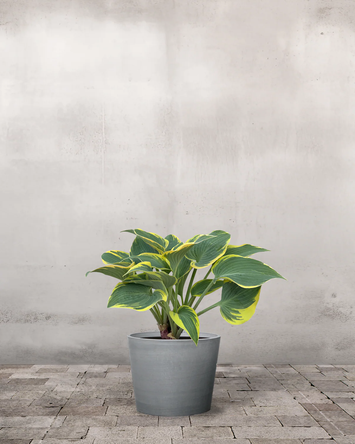 Hosta 'First Frost' - Image 3