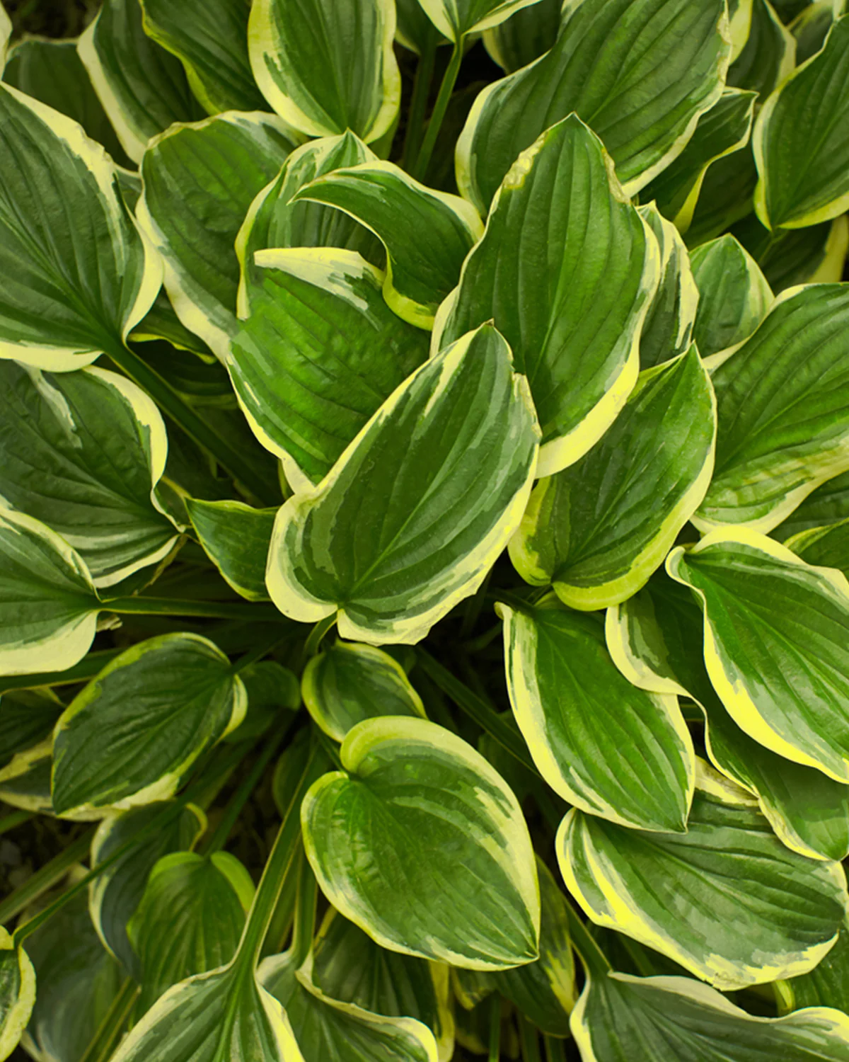 Hosta 'First Frost' - Image 4