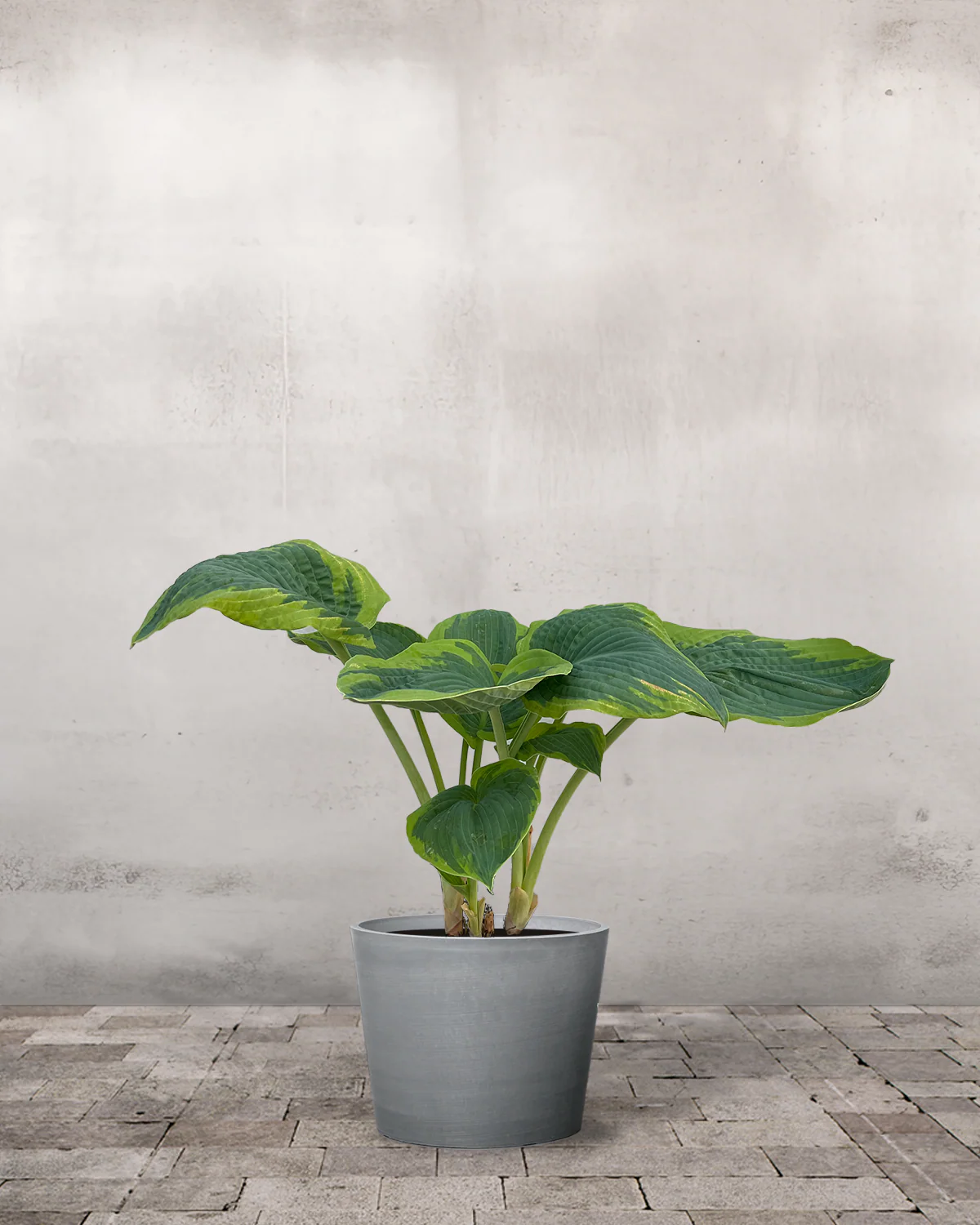 Hosta 'Francess William' - Image 3