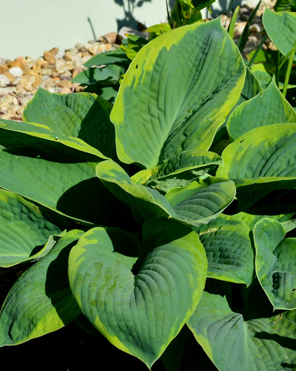 Hosta 'Francess William' - Image 4
