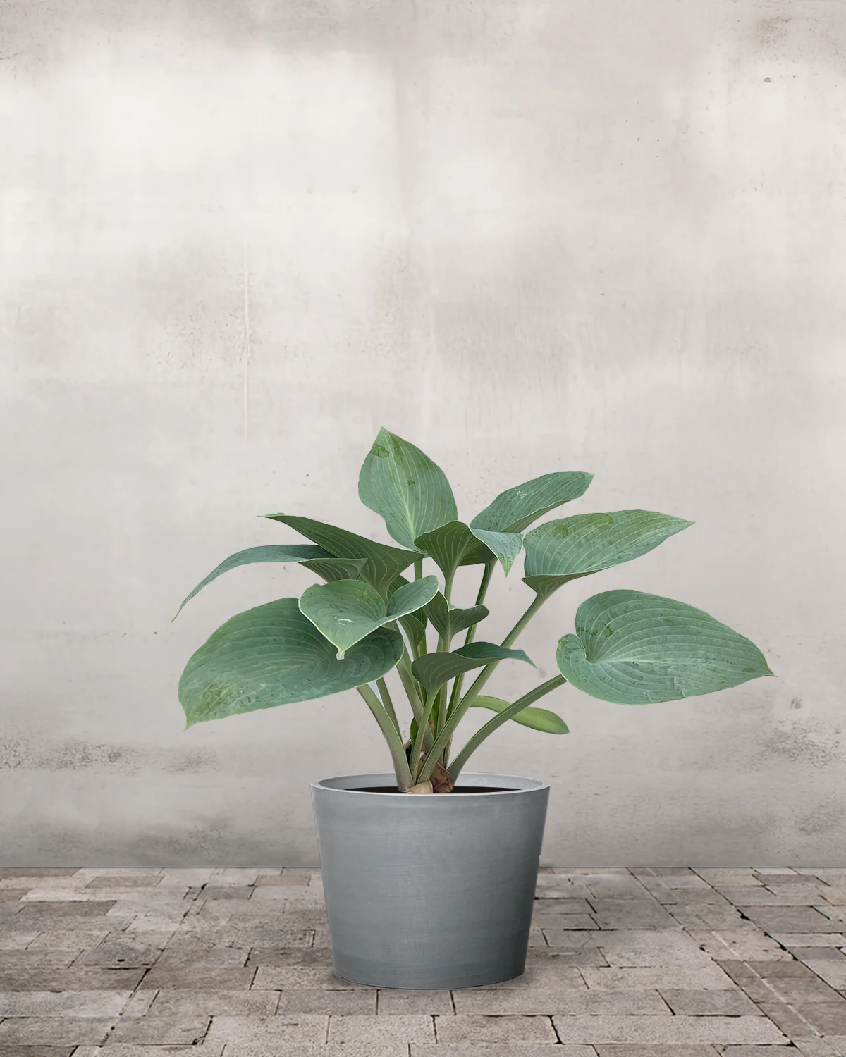 Hosta 'Halcyon' - Image 3