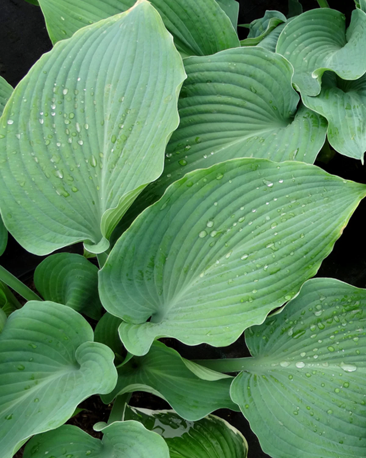 Hosta 'Halcyon' - Image 4