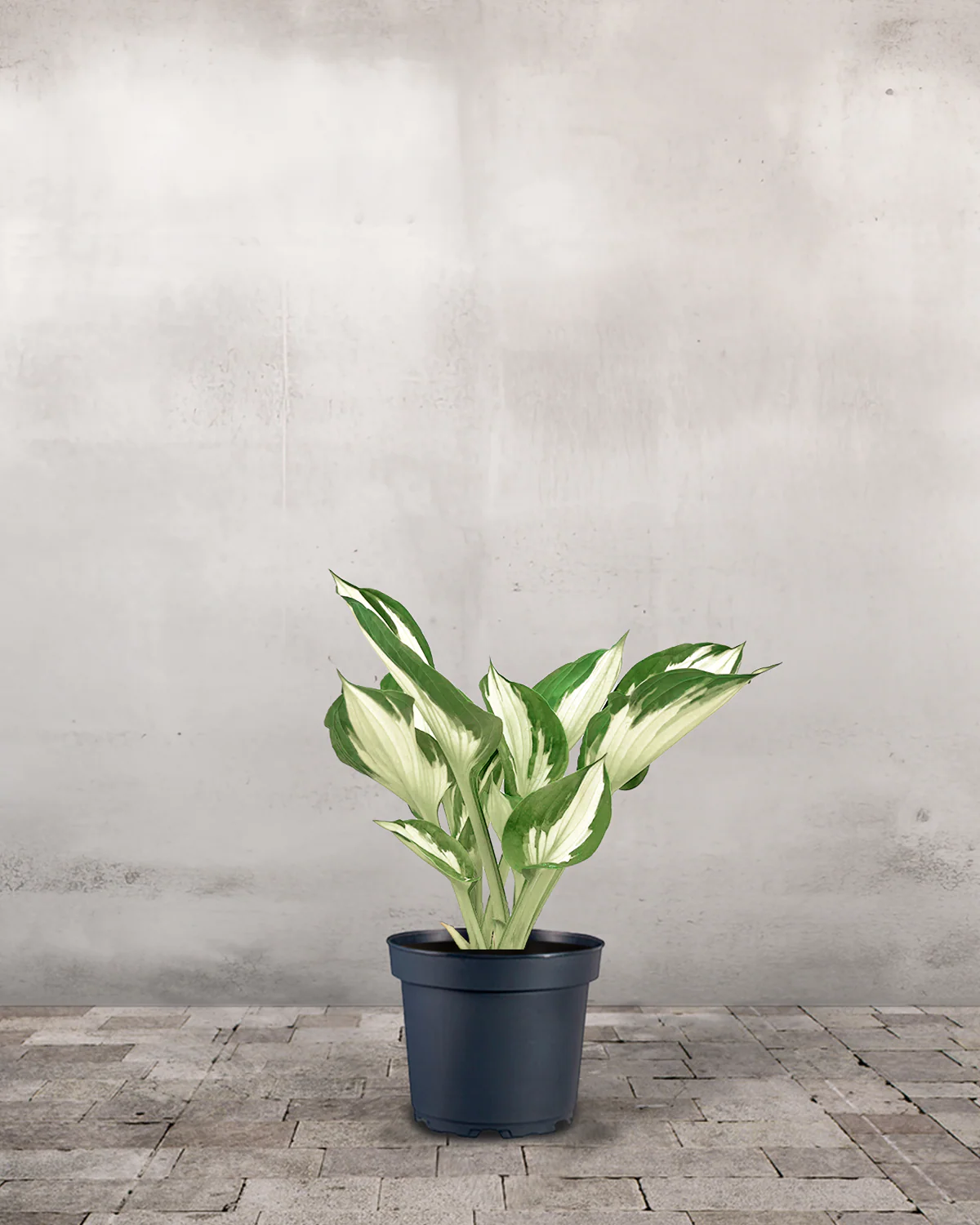 Hosta 'Undulata Mediovariegata'