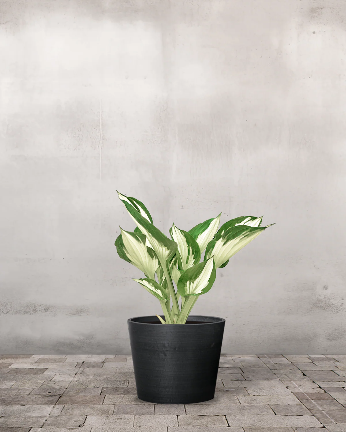 Hosta 'Undulata Mediovariegata' - Image 3