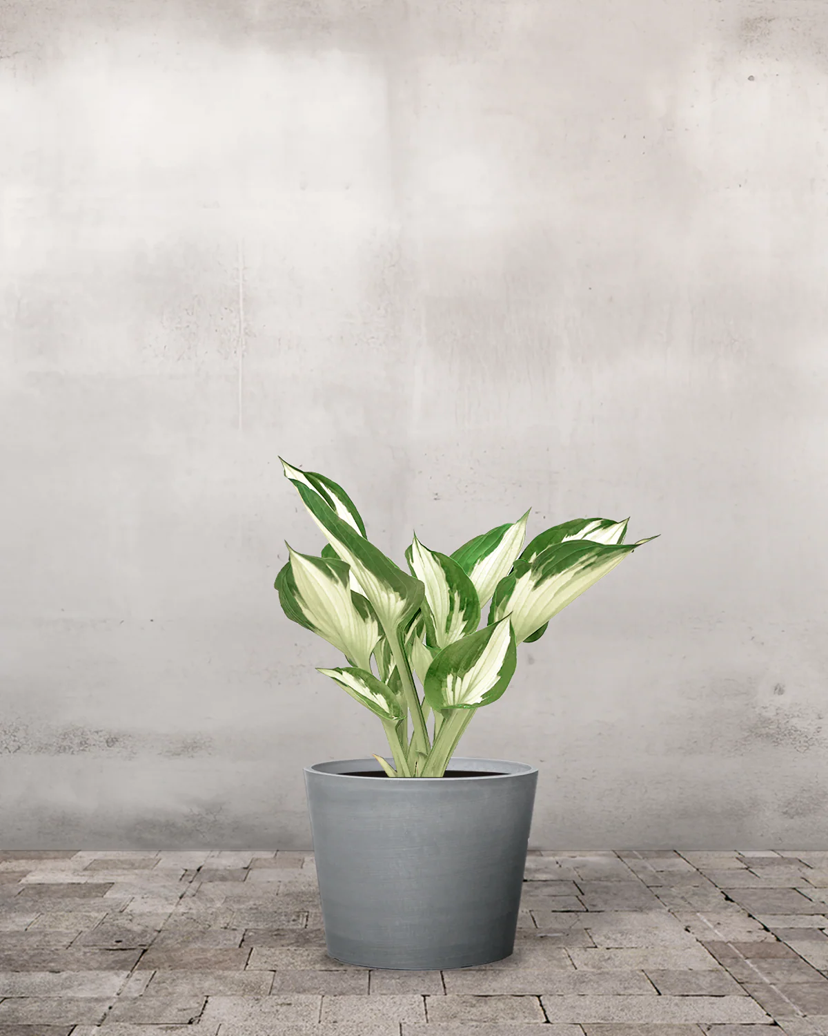 Hosta 'Undulata Mediovariegata' - Image 4