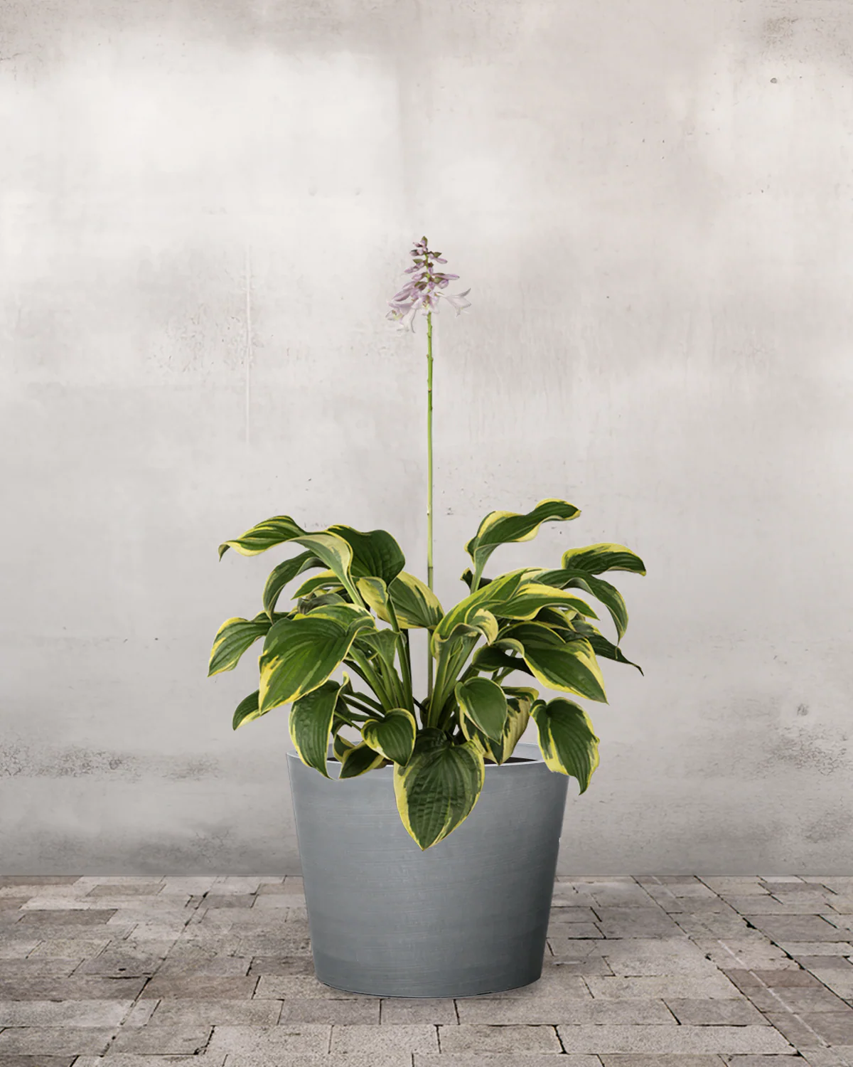 Hosta 'Wide Brim' - Image 3