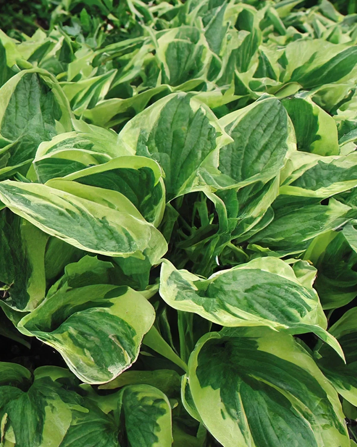 Hosta 'Wide Brim' - Image 4