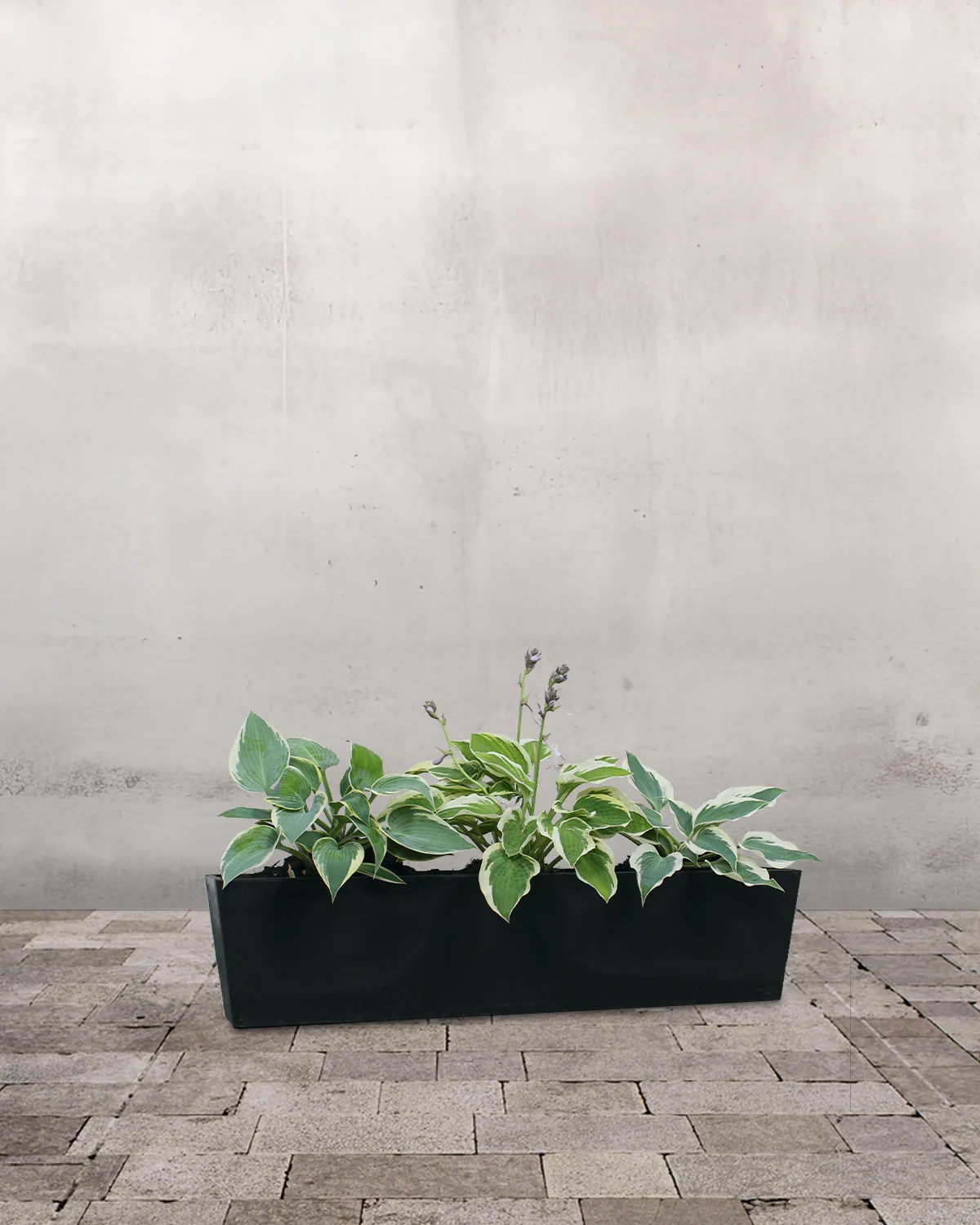 Hosta Altankasse - med vandreservoir - Image 3