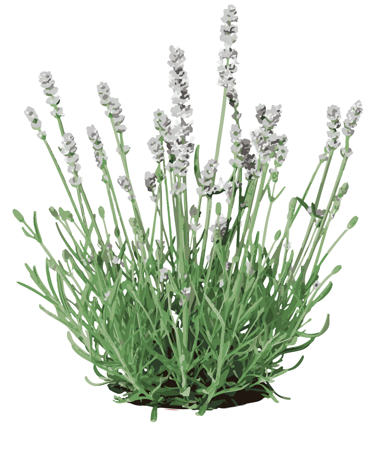 Hvid Lavendel - 15-25 cm