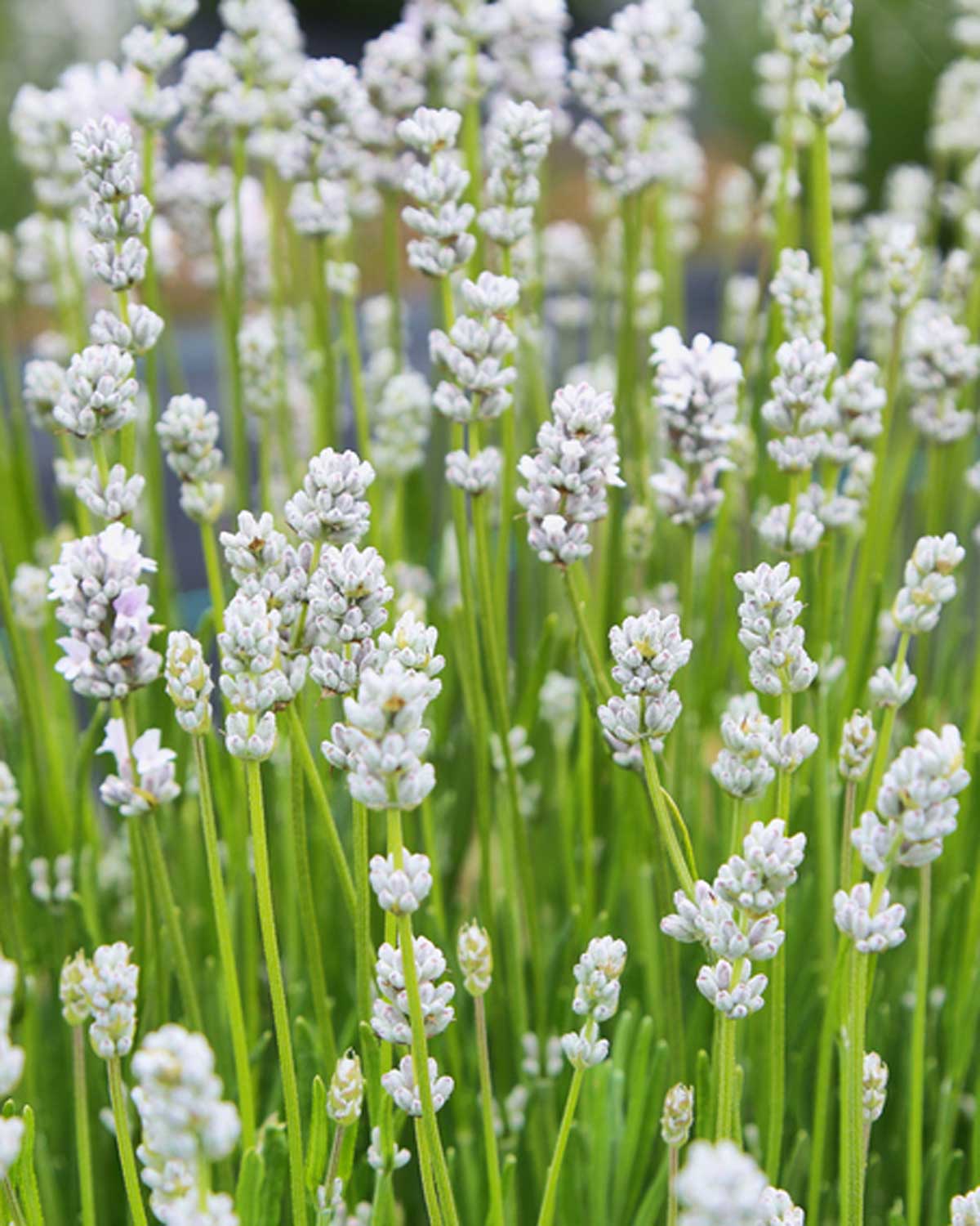 Hvid Lavendel - 15-25 cm - Image 2