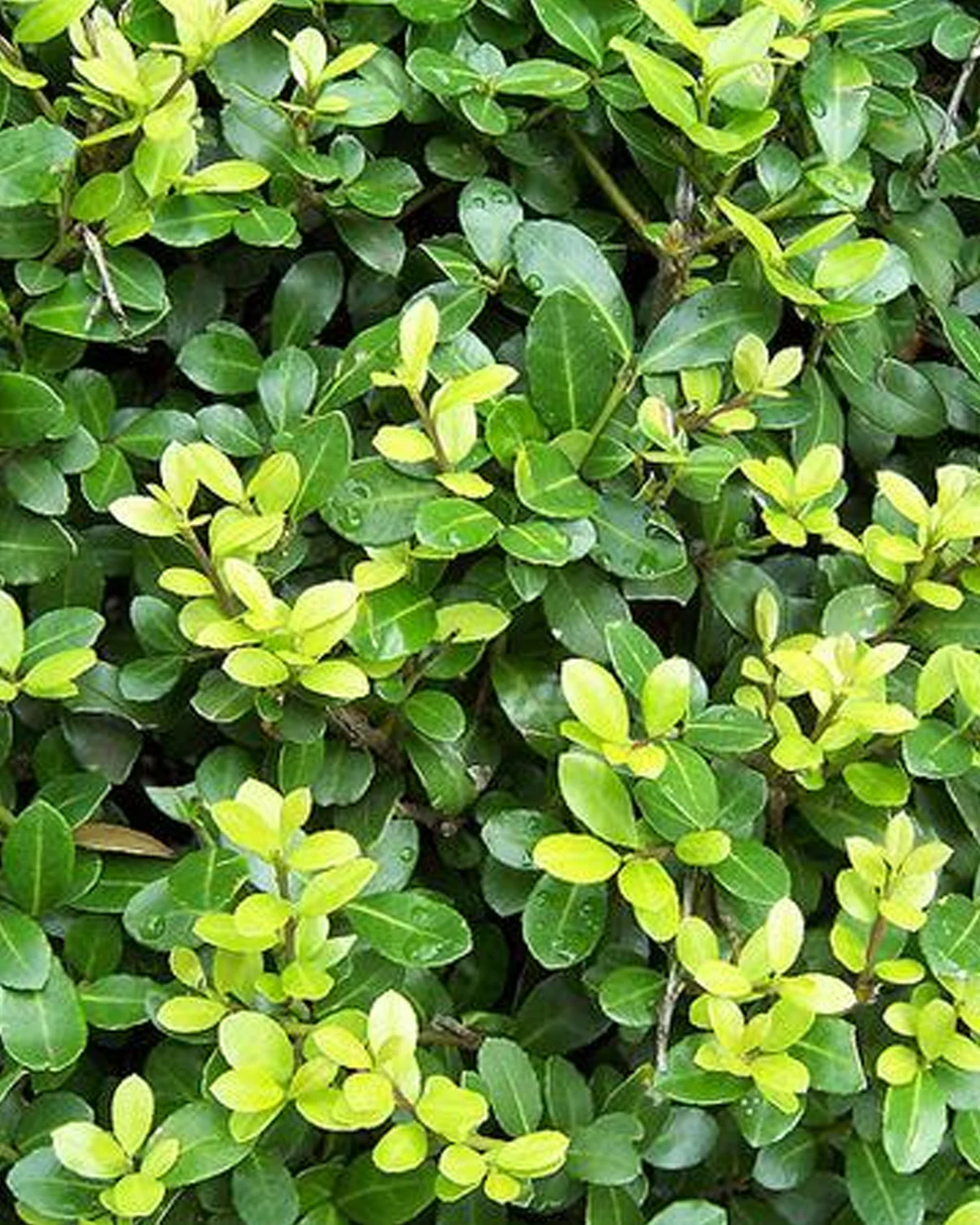 Japansk Kristtorn, Ilex Crenata 'Pyramide' - 60-70 cm - Image 2