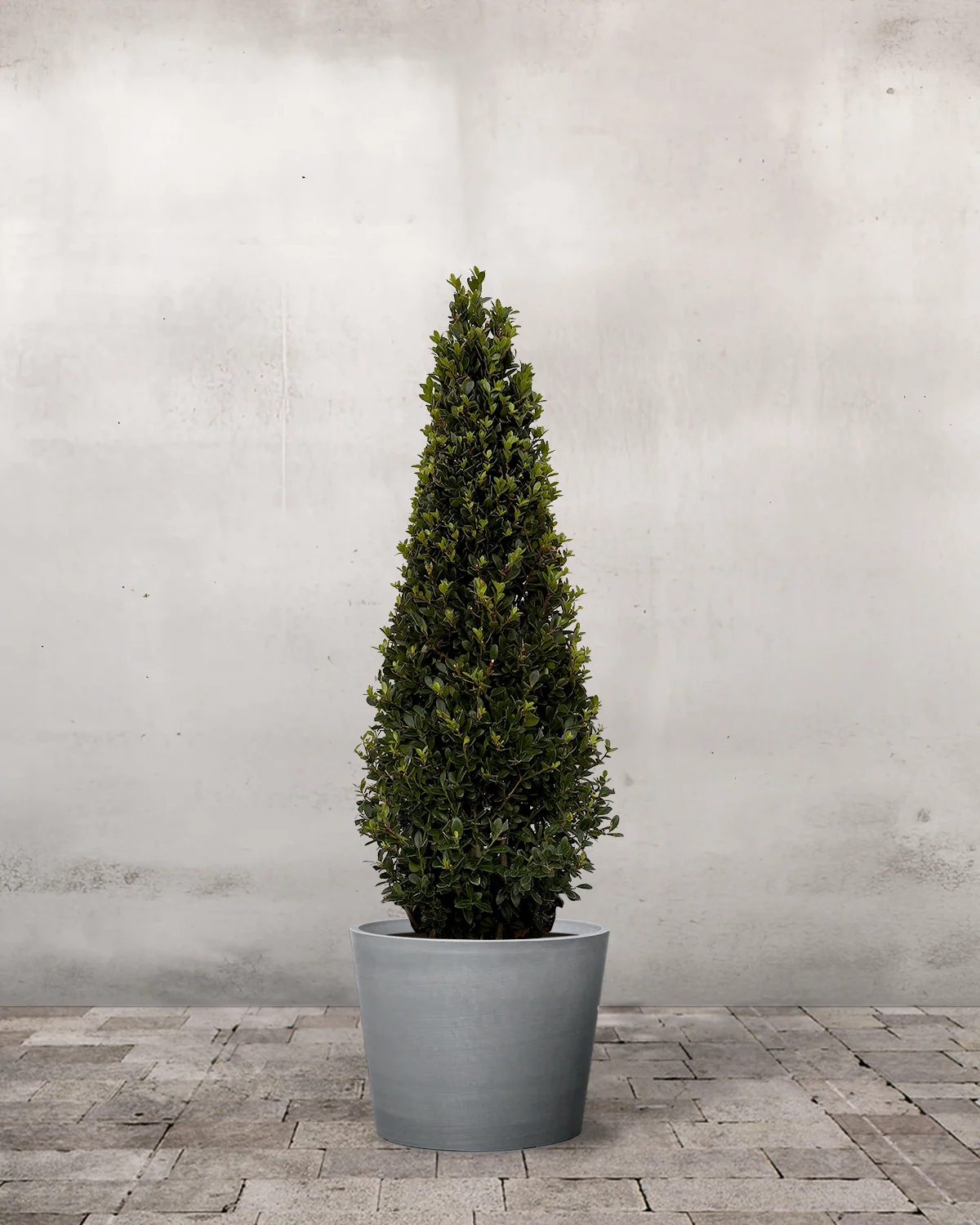 Japansk Kristtorn, Ilex Crenata 'Pyramide' - 60-70 cm - Image 4