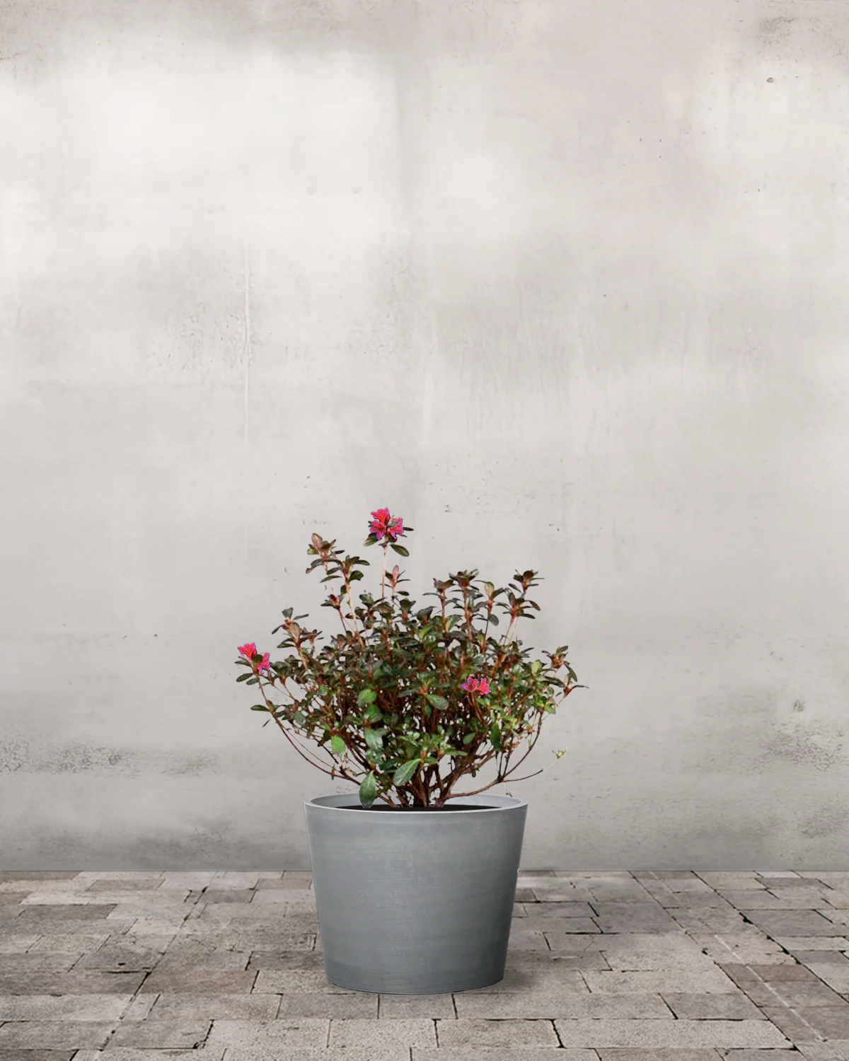 Japansk Azalea 'Geisha Red' - 20-40 cm - Image 3