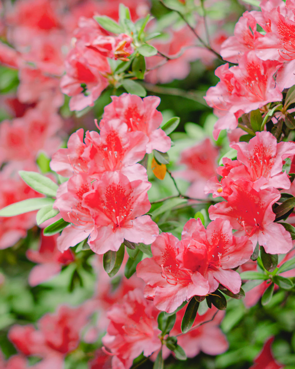Japansk Azalea 'Geisha Red' - 20-40 cm - Image 4