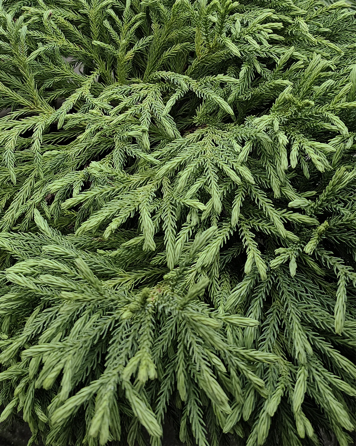 Japansk Gran, Cryptomeria japonica 'Globosa Nana' - 40-60 cm - Image 4