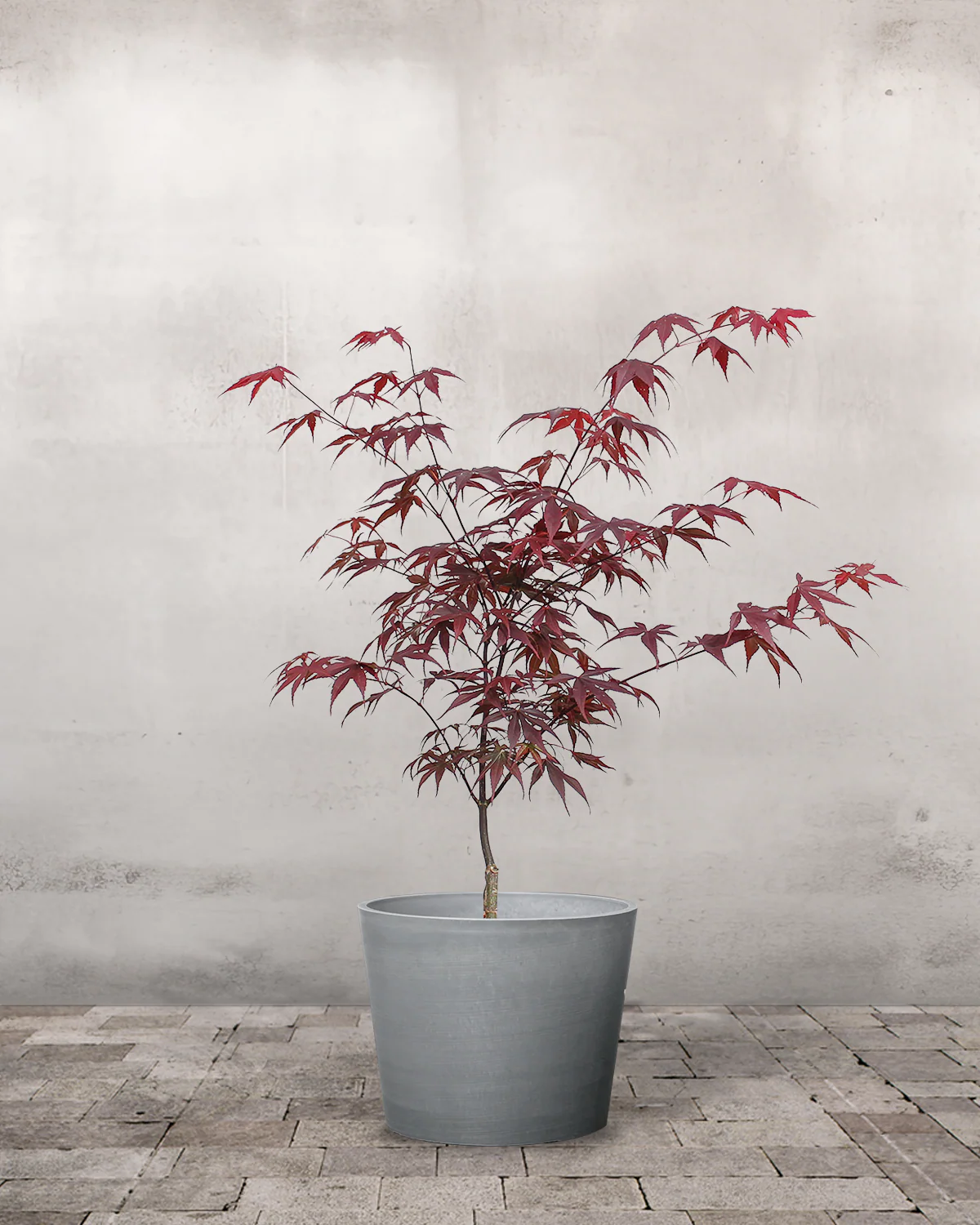 Japansk Løn, Acer palmatum 'Bloodgood' - 40-60 cm - Image 4