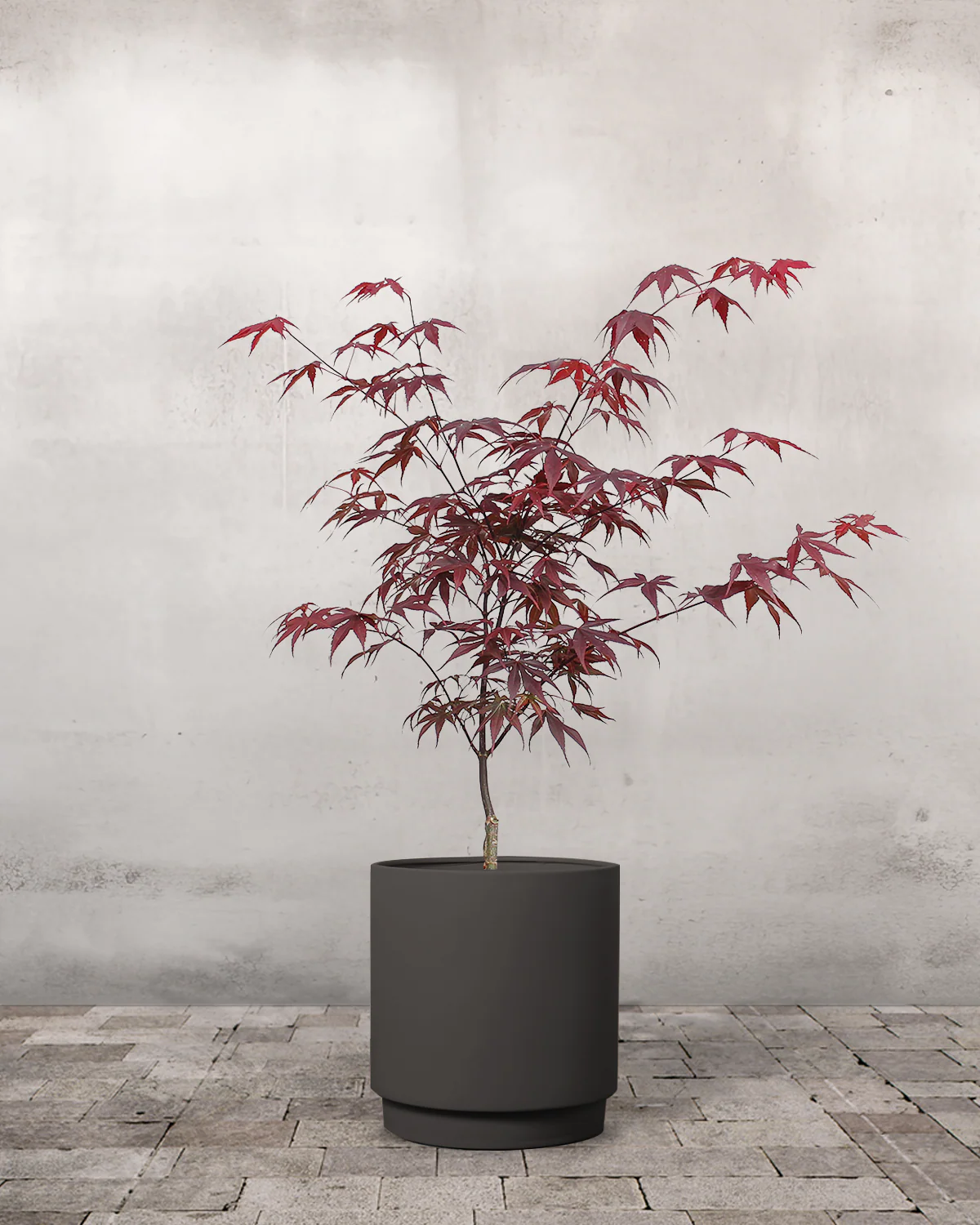 Japansk Løn, Acer palmatum 'Bloodgood' - 40-60 cm - Image 7