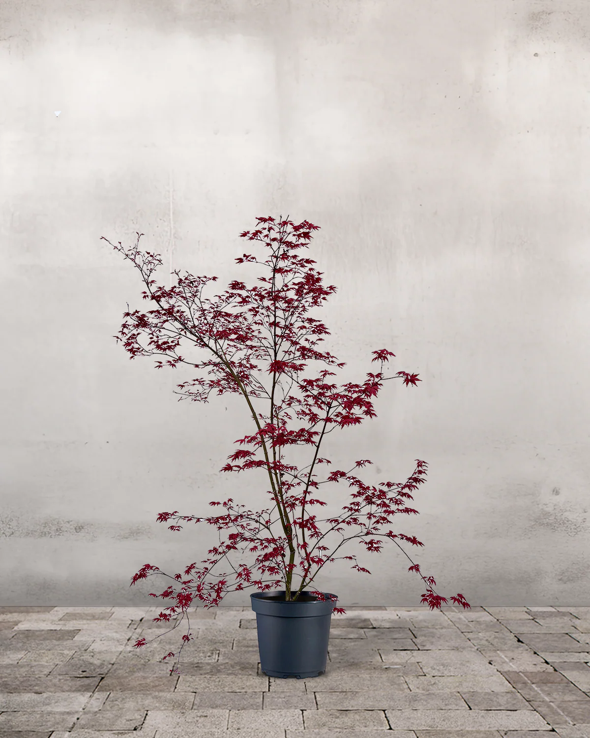 Japansk Løn, Acer palmatum 'Beni Maiko' - 100-120 cm