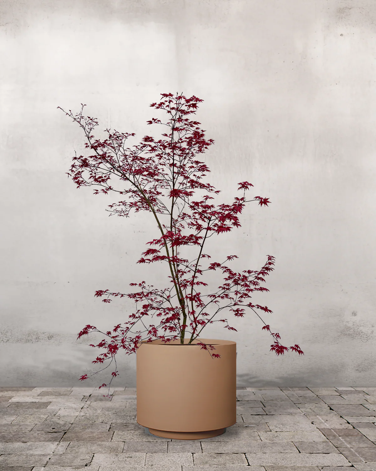 Japansk Løn, Acer palmatum 'Beni Maiko' - 100-120 cm - Image 5