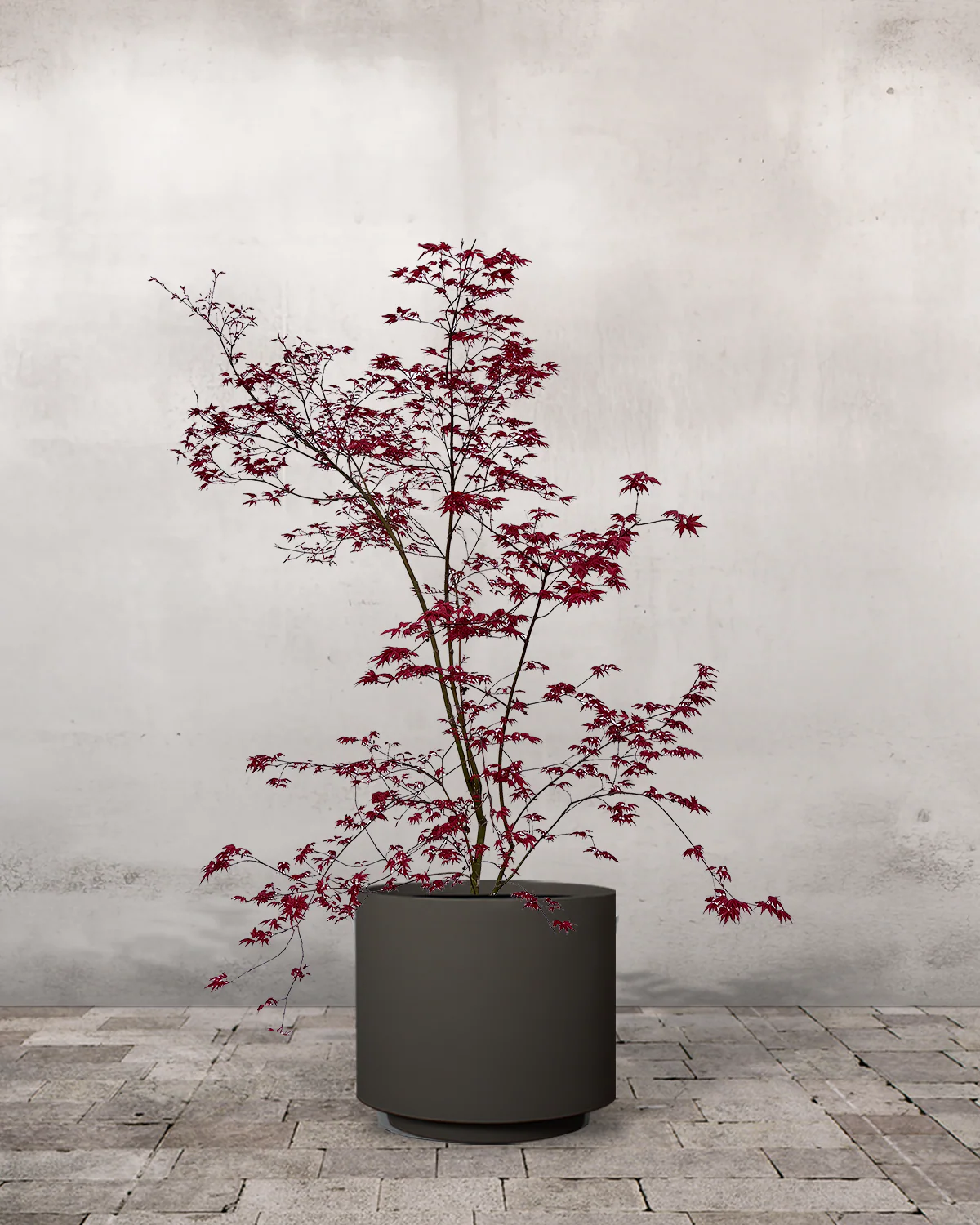 Japansk Løn, Acer palmatum 'Beni Maiko' - 100-120 cm - Image 7