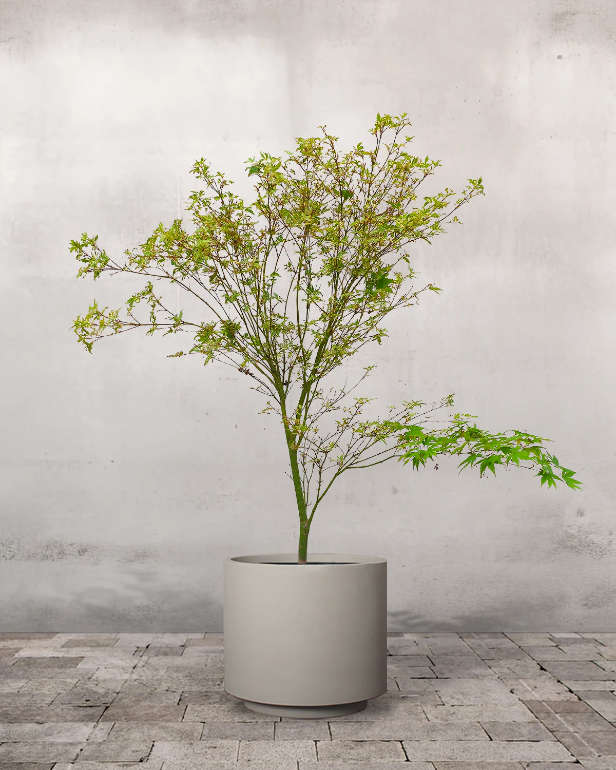 Japansk Løn, Acer Palm. 'Butterfly' - 80-100 cm - Image 6