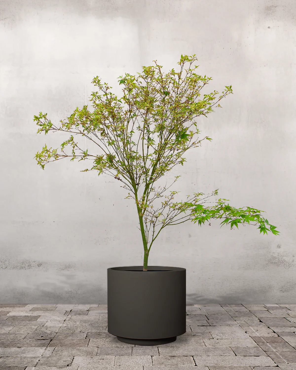 Japansk Løn, Acer Palm. 'Butterfly' - 80-100 cm - Image 7