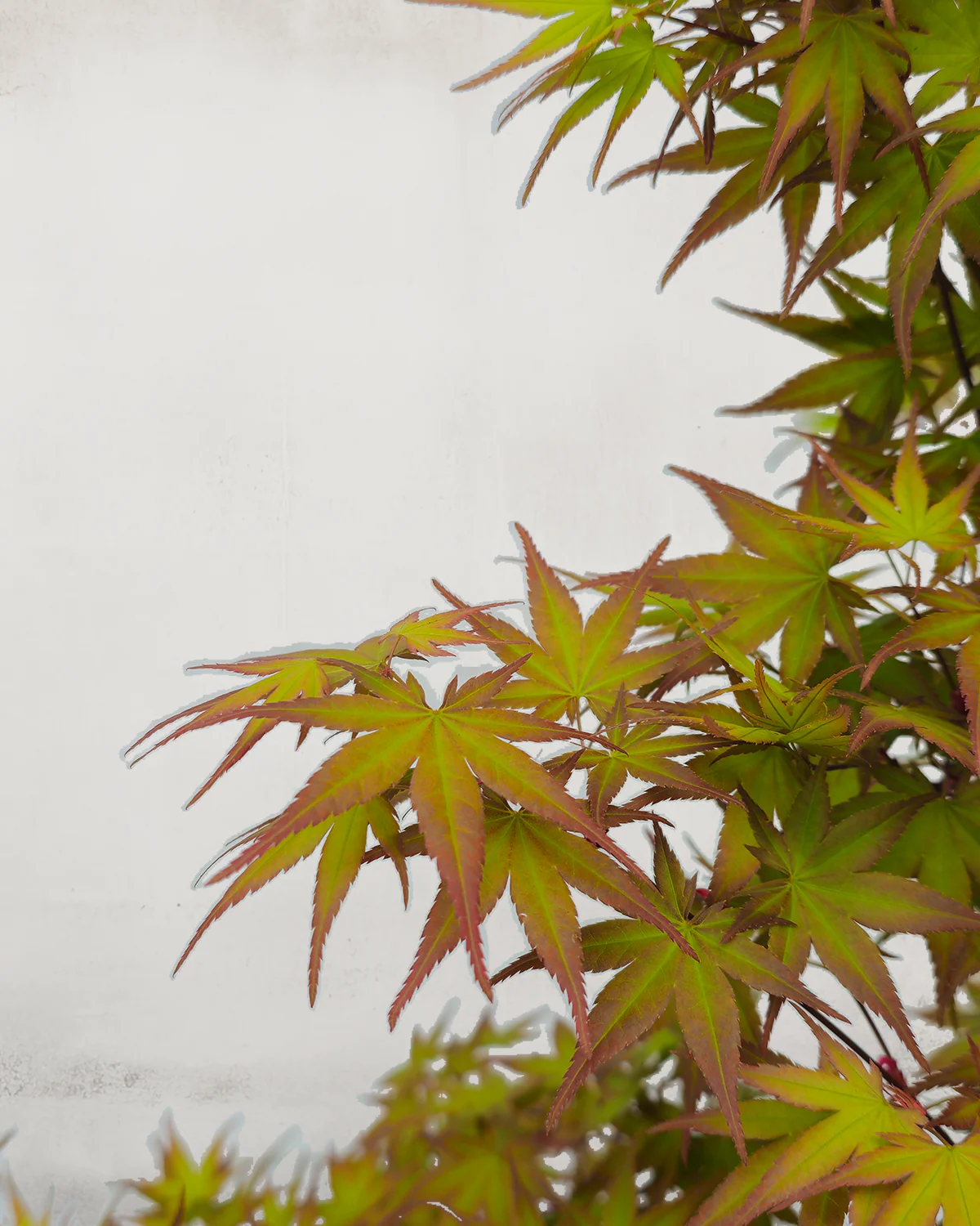 Japansk Løn, Acer palm. 'Phoenix' - 80-100 cm - Image 2