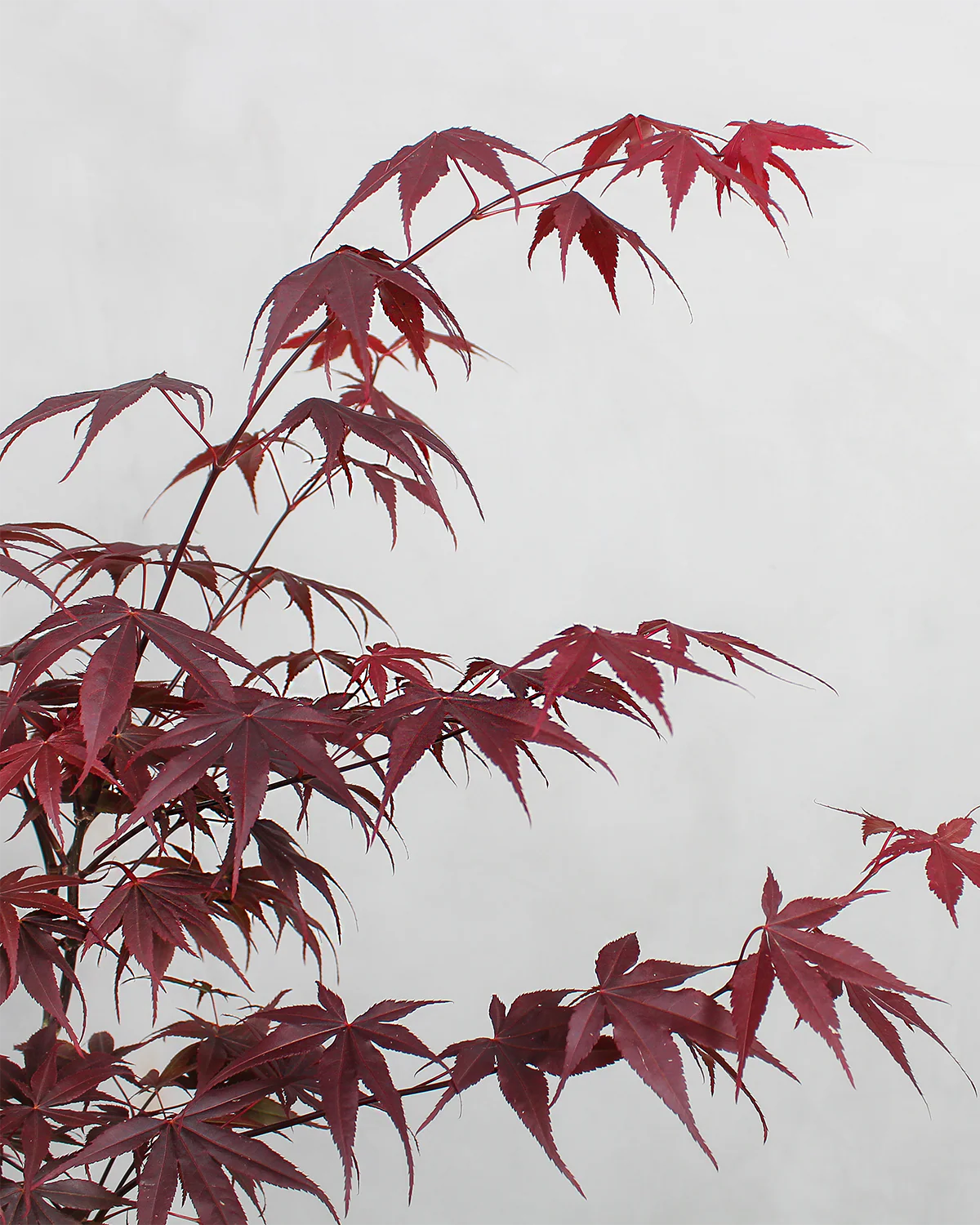 Japansk Løn, Acer palm. 'Shaina' - 90-100 cm - Image 4