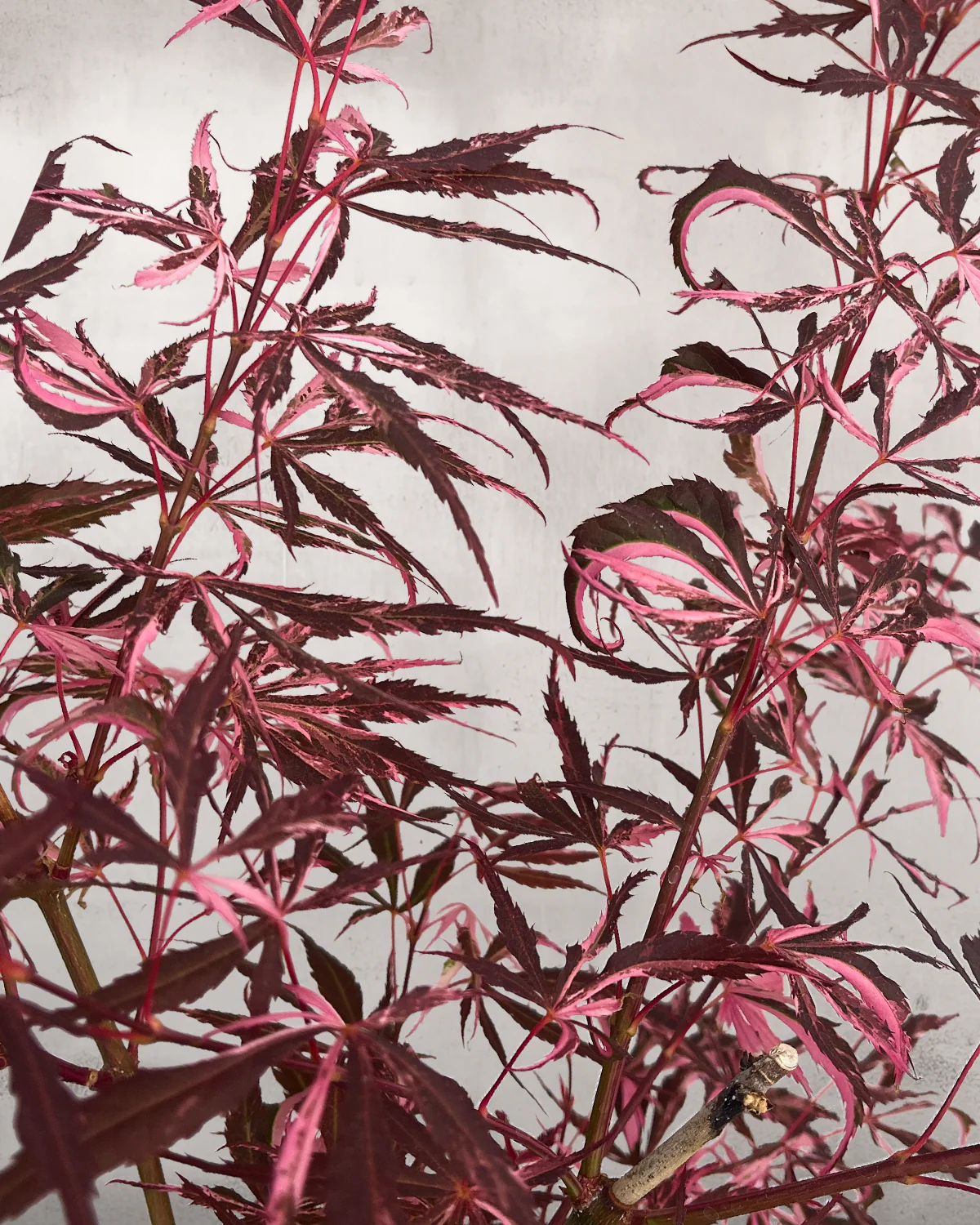 Japansk Løn 'Extravaganza' - 40-60 cm - Image 4