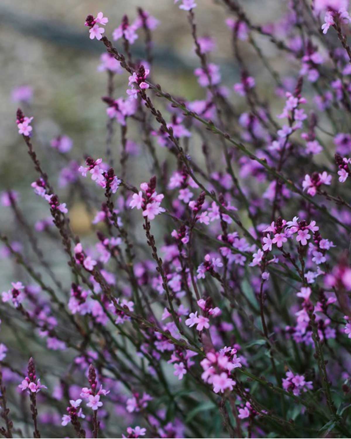 Jernurt, Verbena officinalis 'Bampton' - 13 cm potte