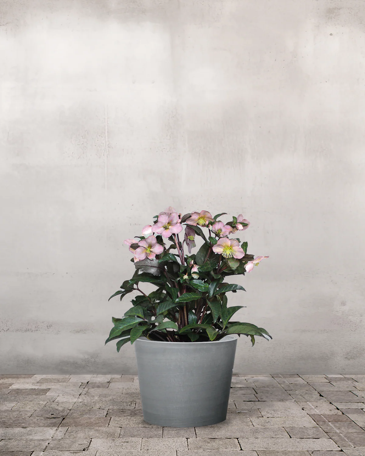 Julerose, Helleborus 'Angel Glow' – 19 cm potte - Image 3