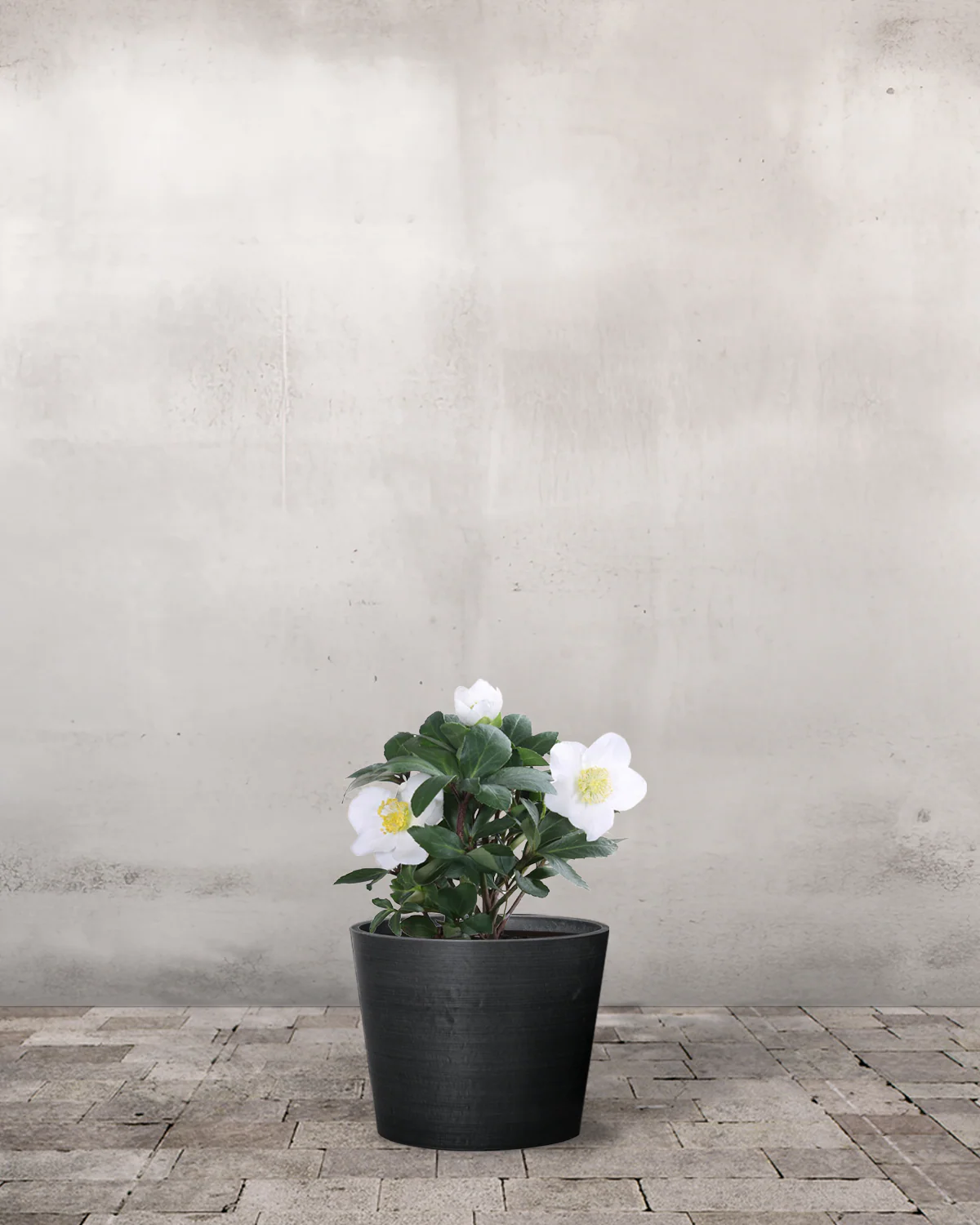 Julerose, Helleborus 'Christmas Carol' - 35-50 cm - Image 3