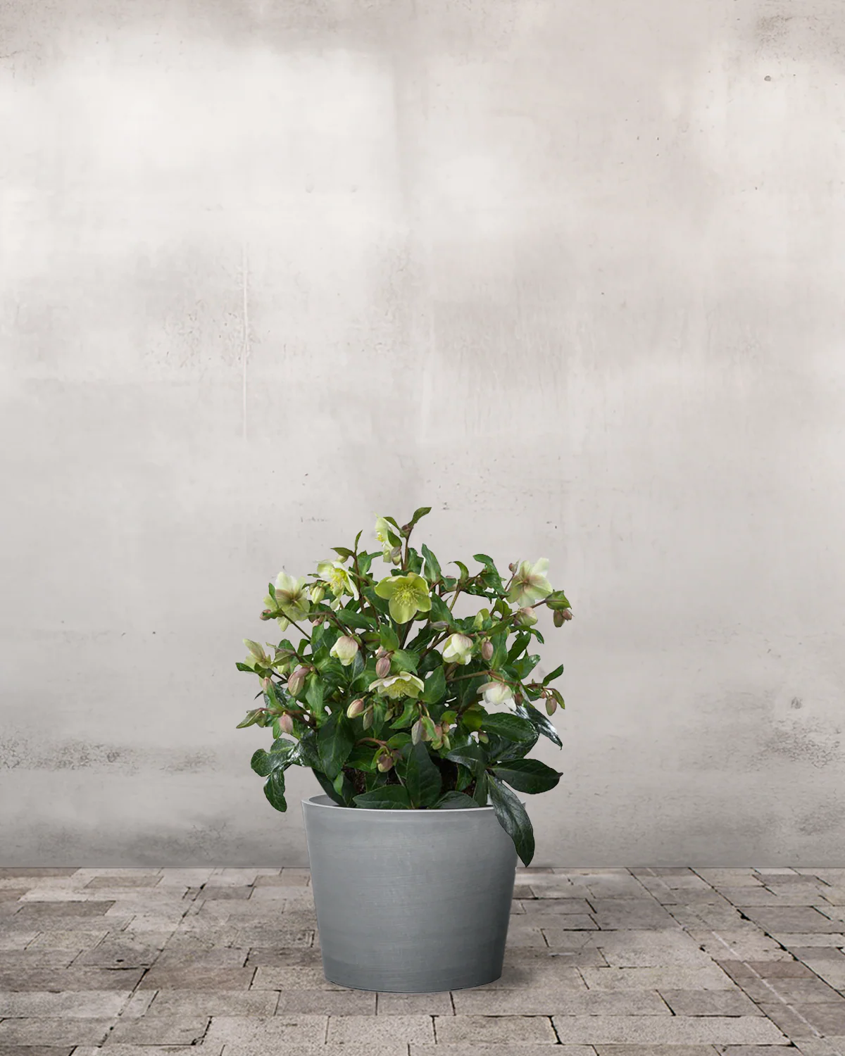 Julerose, Helleborus 'Diamond Fire' – 17 cm potte - Image 3