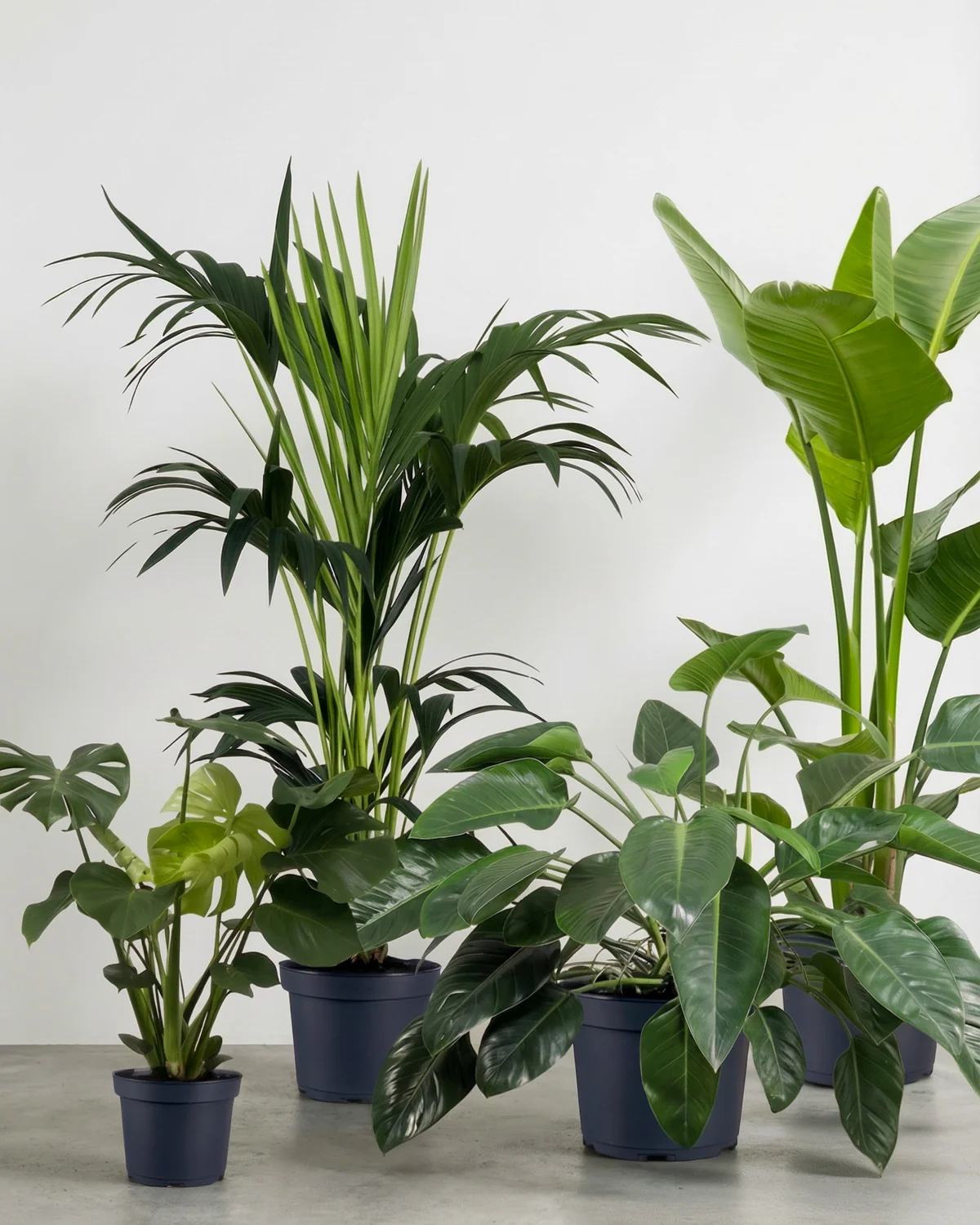 Jungle Plantepakke - Image 4