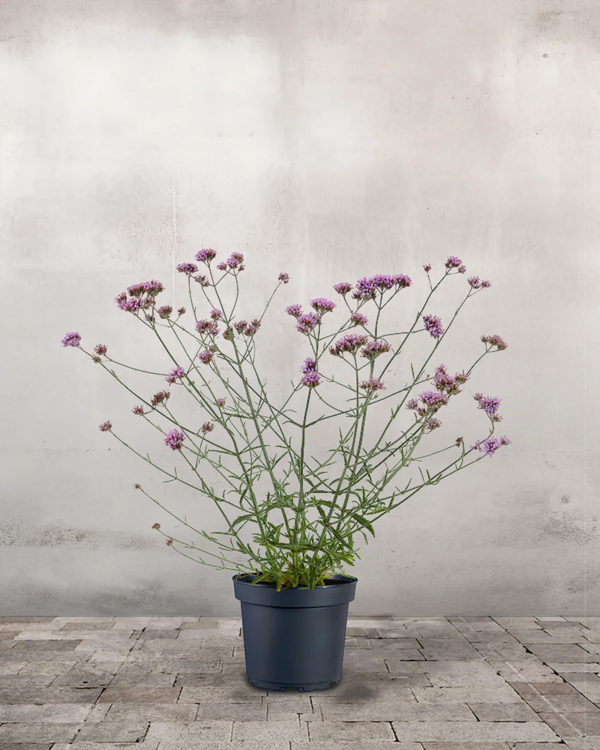 Kæmpe Verbena, Verbena bonariensis
