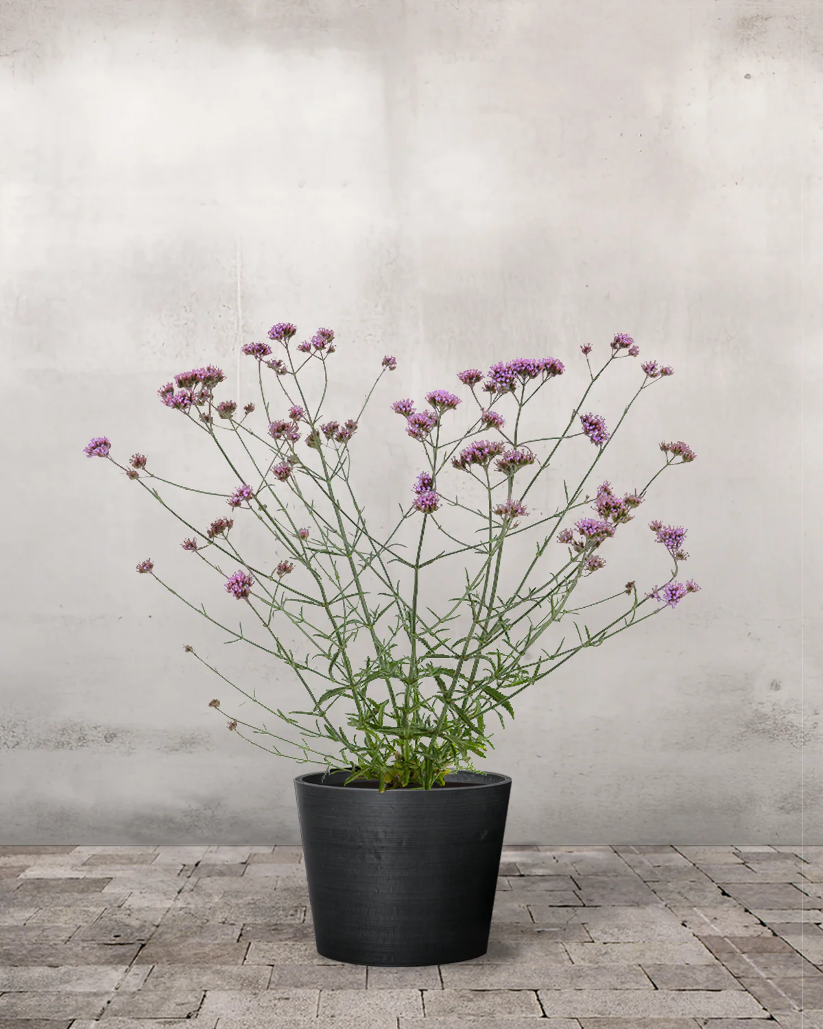 Kæmpe Verbena, Verbena bonariensis - Image 2