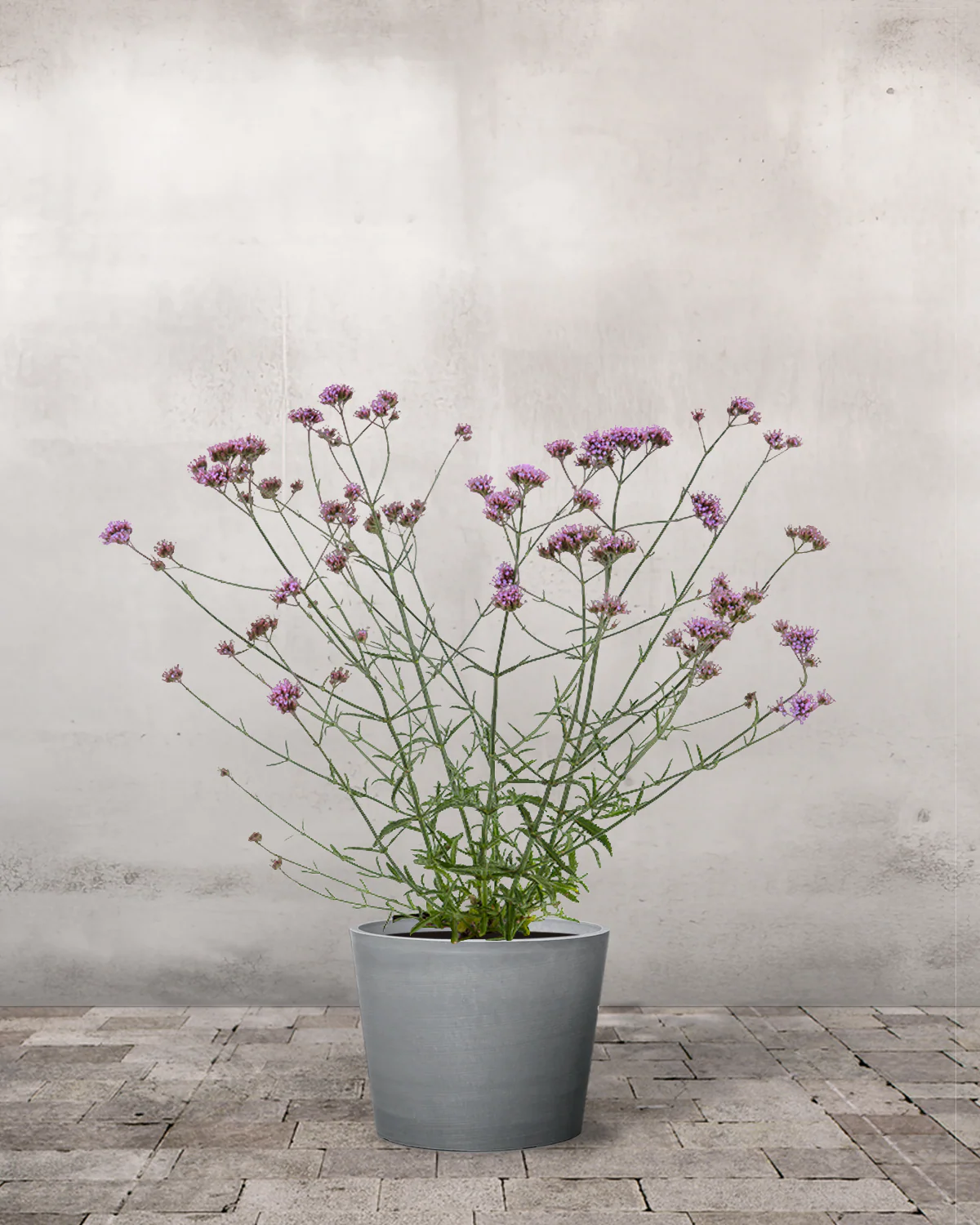 Kæmpe Verbena, Verbena bonariensis - Image 3