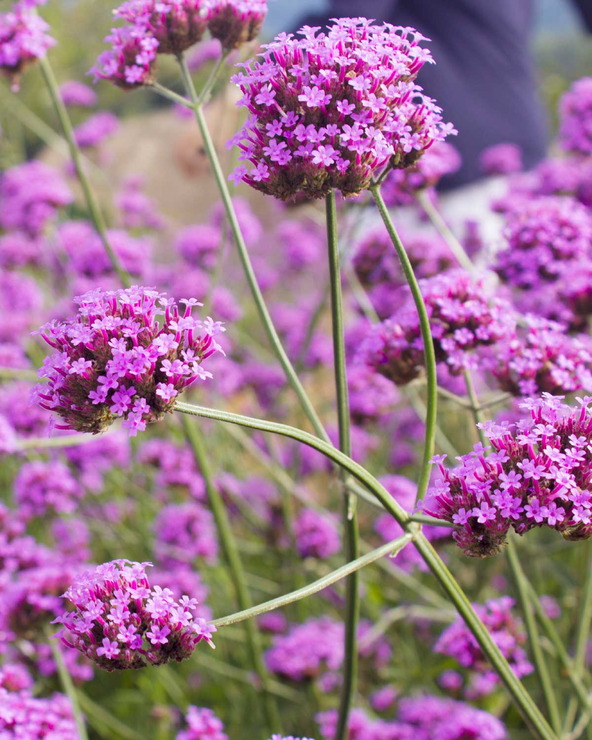 Kæmpe Verbena, Verbena bonariensis - Image 4