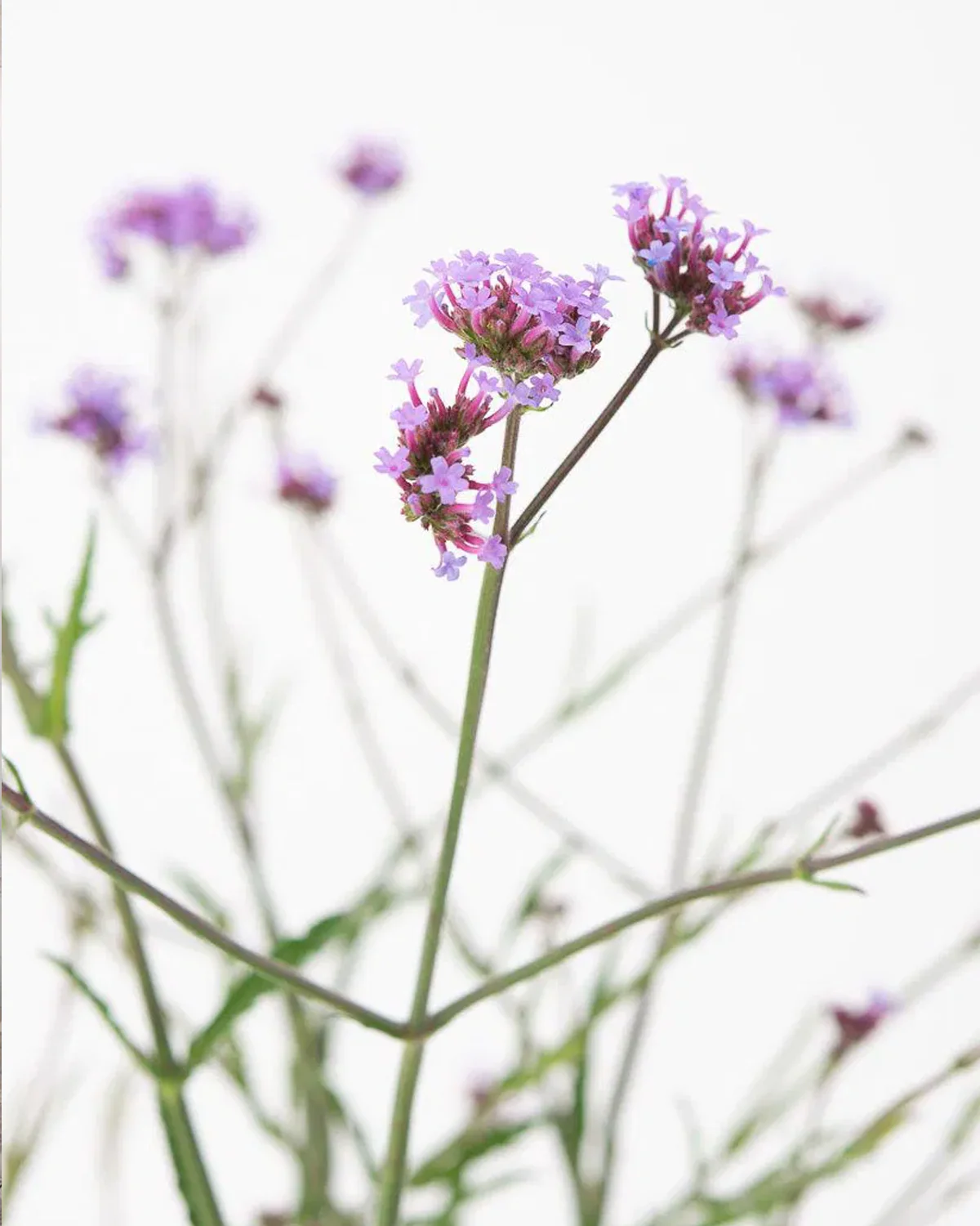 Kæmpe Verbena, Verbena bonariensis - Image 9
