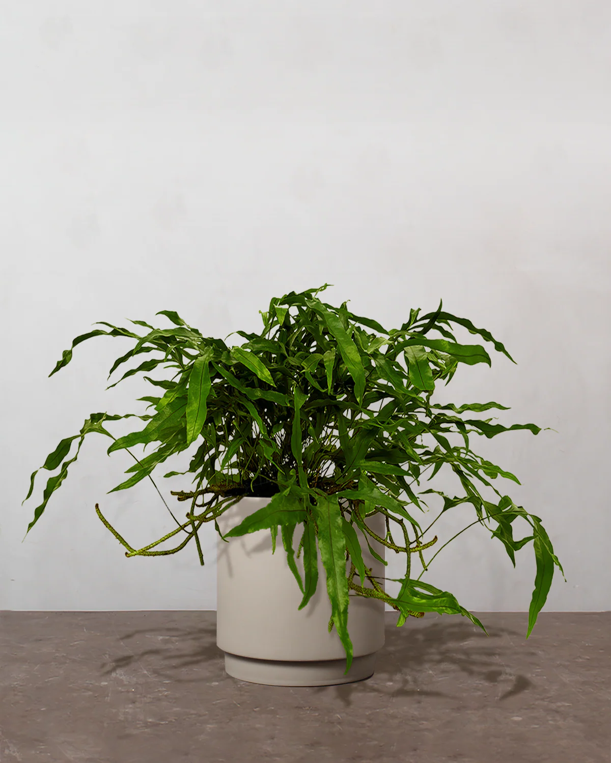Kænguru Bregne, Microsorum Diversifolium - 40-60 cm - Image 4