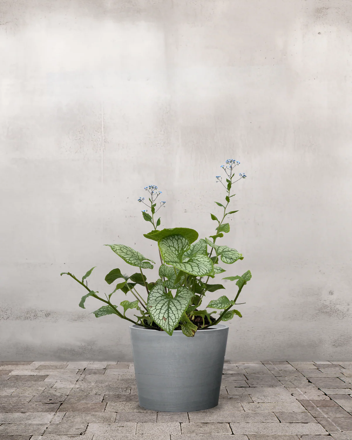Kærmindesøster (Forglemmigej), Brunnera 'Jack Frost' - 12 cm potte - Image 3