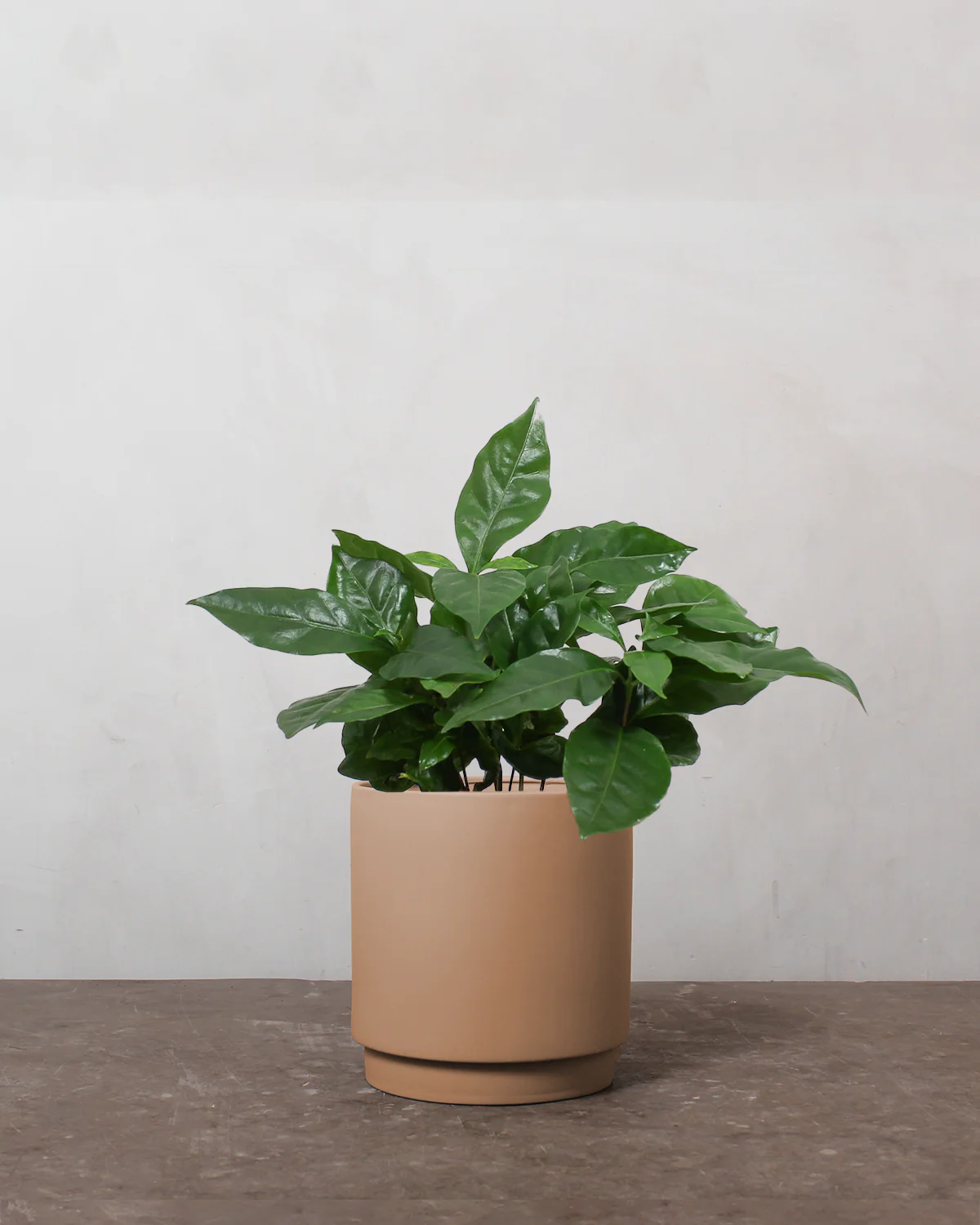 Kaffetræ, Coffea arabica - 25-35 cm - Image 3