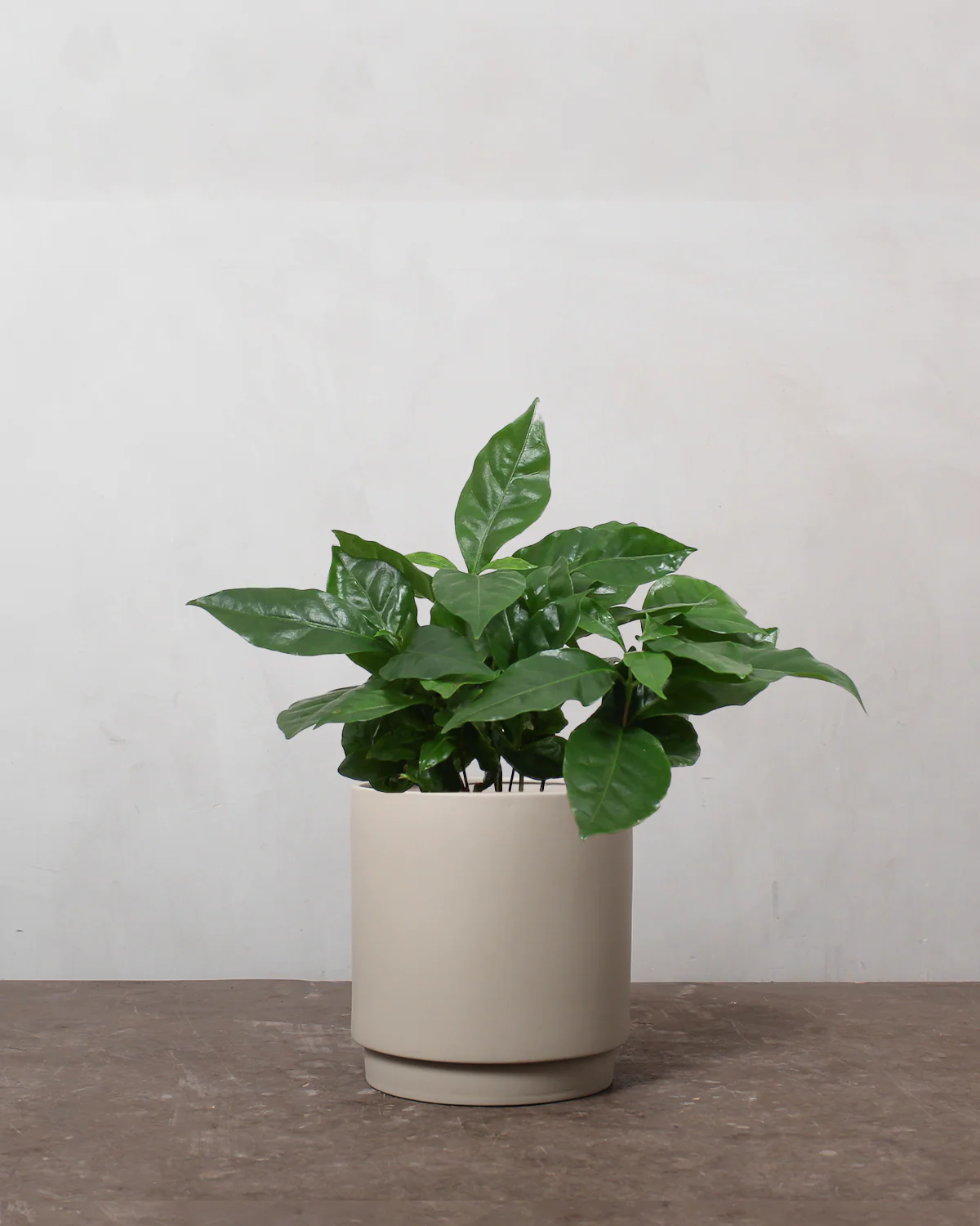 Kaffetræ, Coffea arabica - 25-35 cm - Image 4