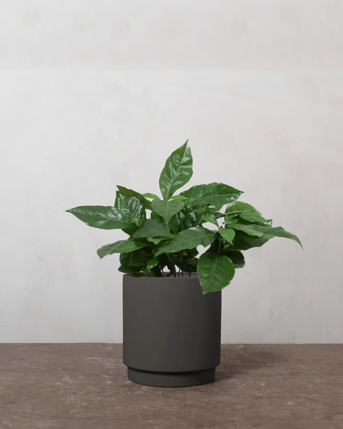 Kaffetræ, Coffea arabica - 25-35 cm - Image 5