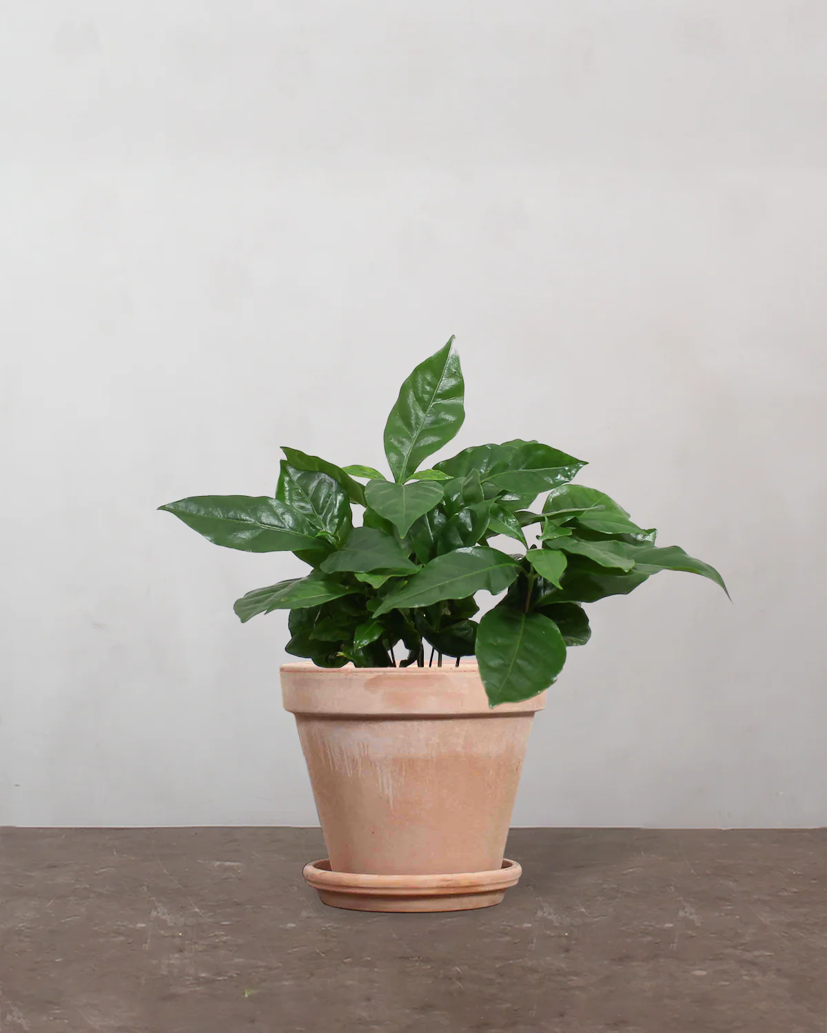 Kaffetræ, Coffea arabica - 25-35 cm - Image 6