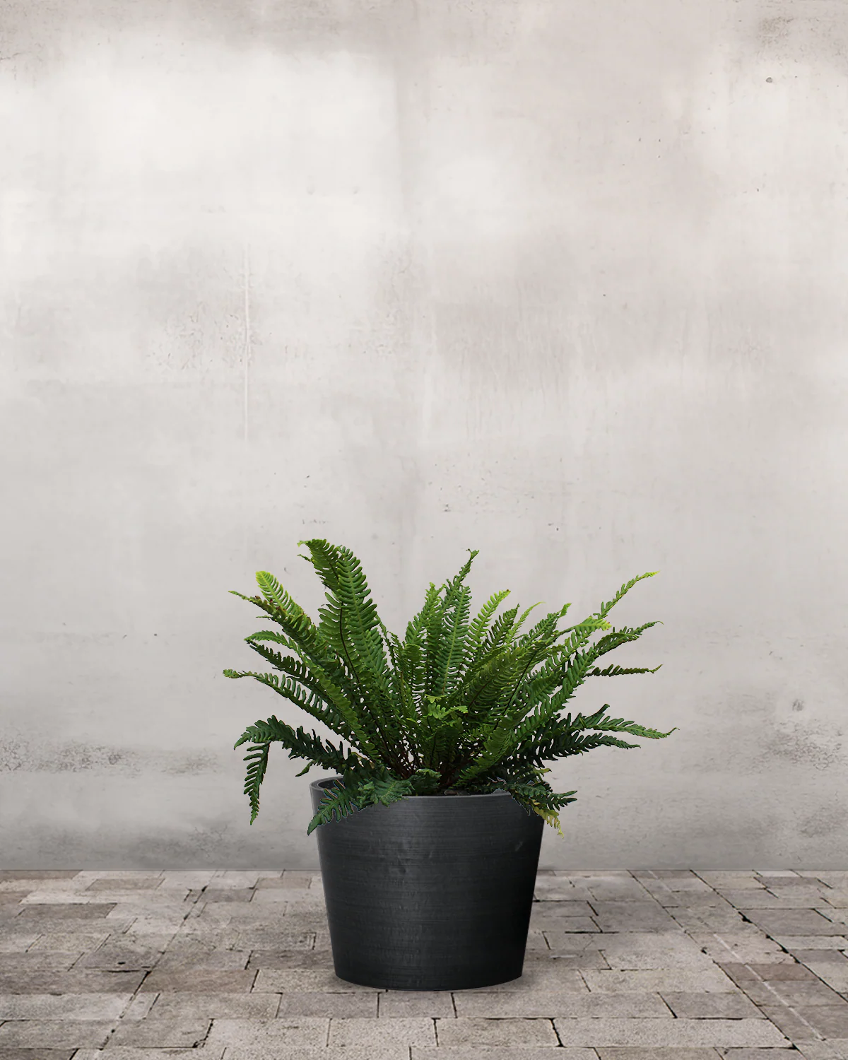 Kambregne, Blechnum spicant - 25-35 cm - Image 3