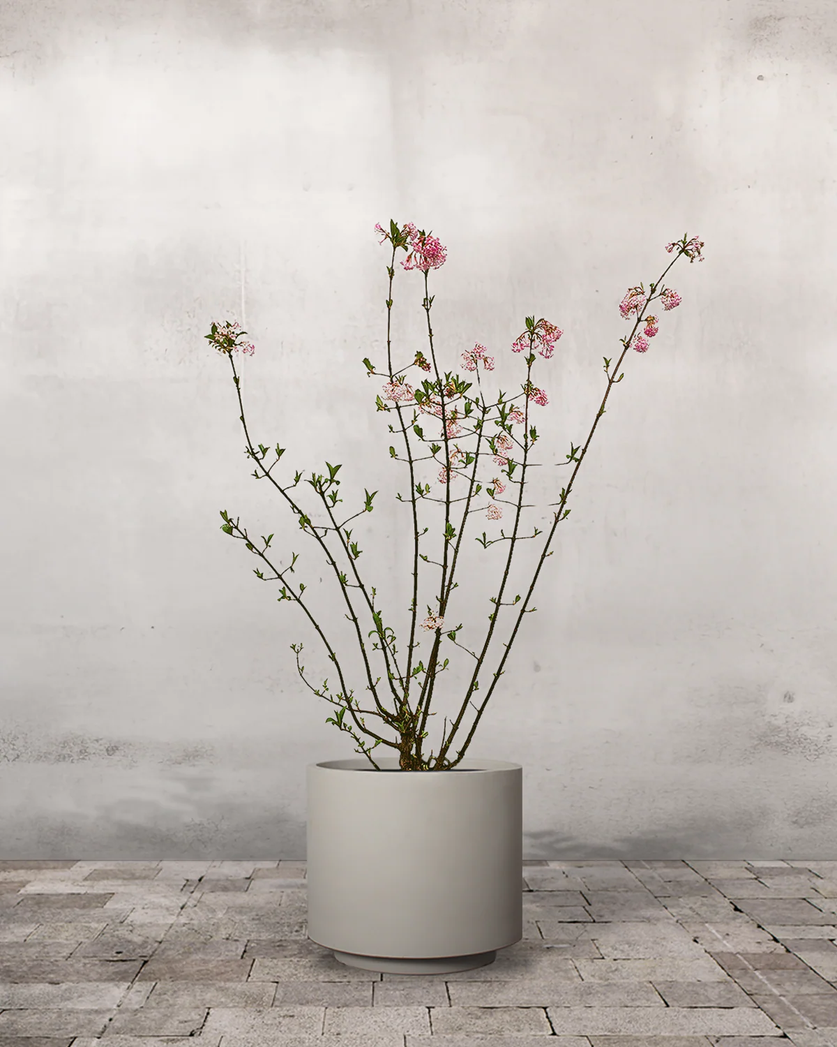Kejserbusk, Viburnum bodnantense 'Charles Lamont' - 140-160 cm - Image 6