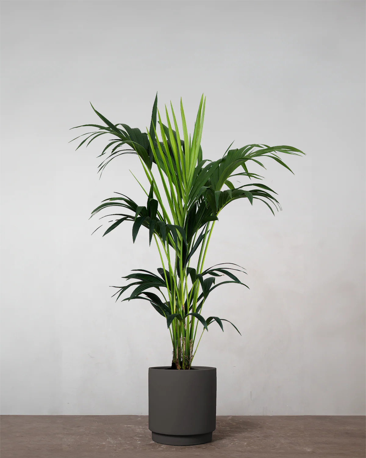 Kentiapalme, Howea forsteriana - 150-170 cm - Image 4