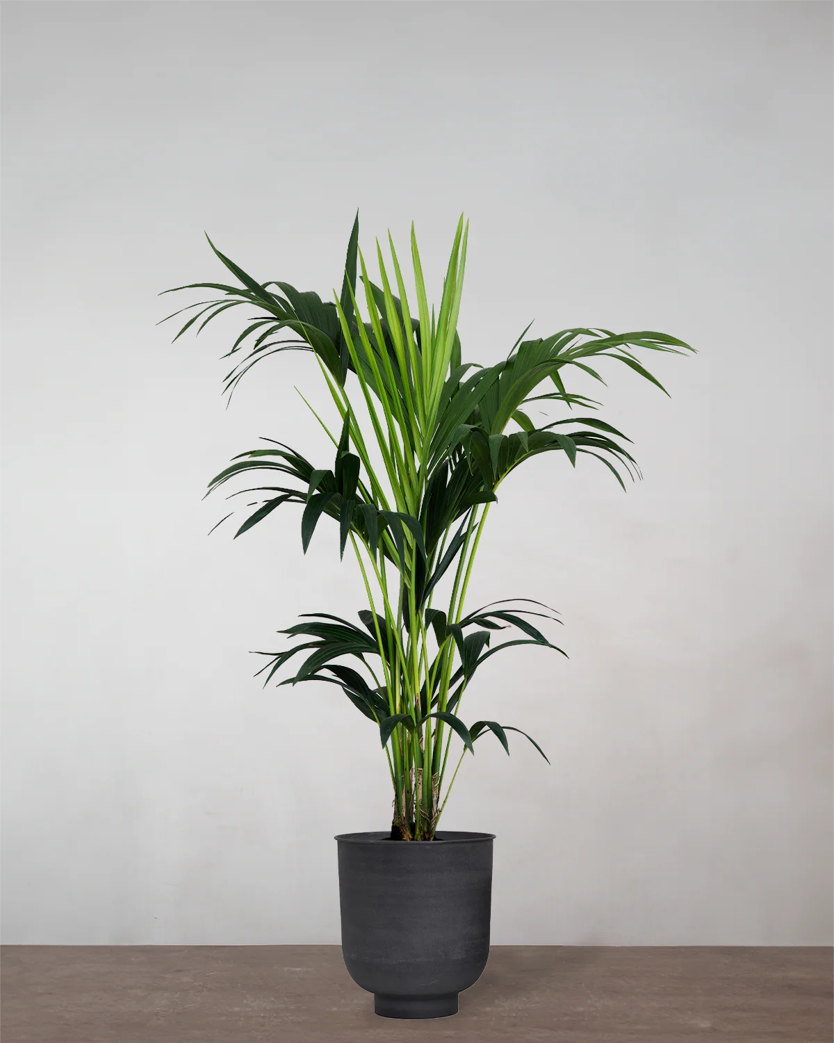 Kentiapalme, Howea forsteriana - 150-170 cm - Image 7